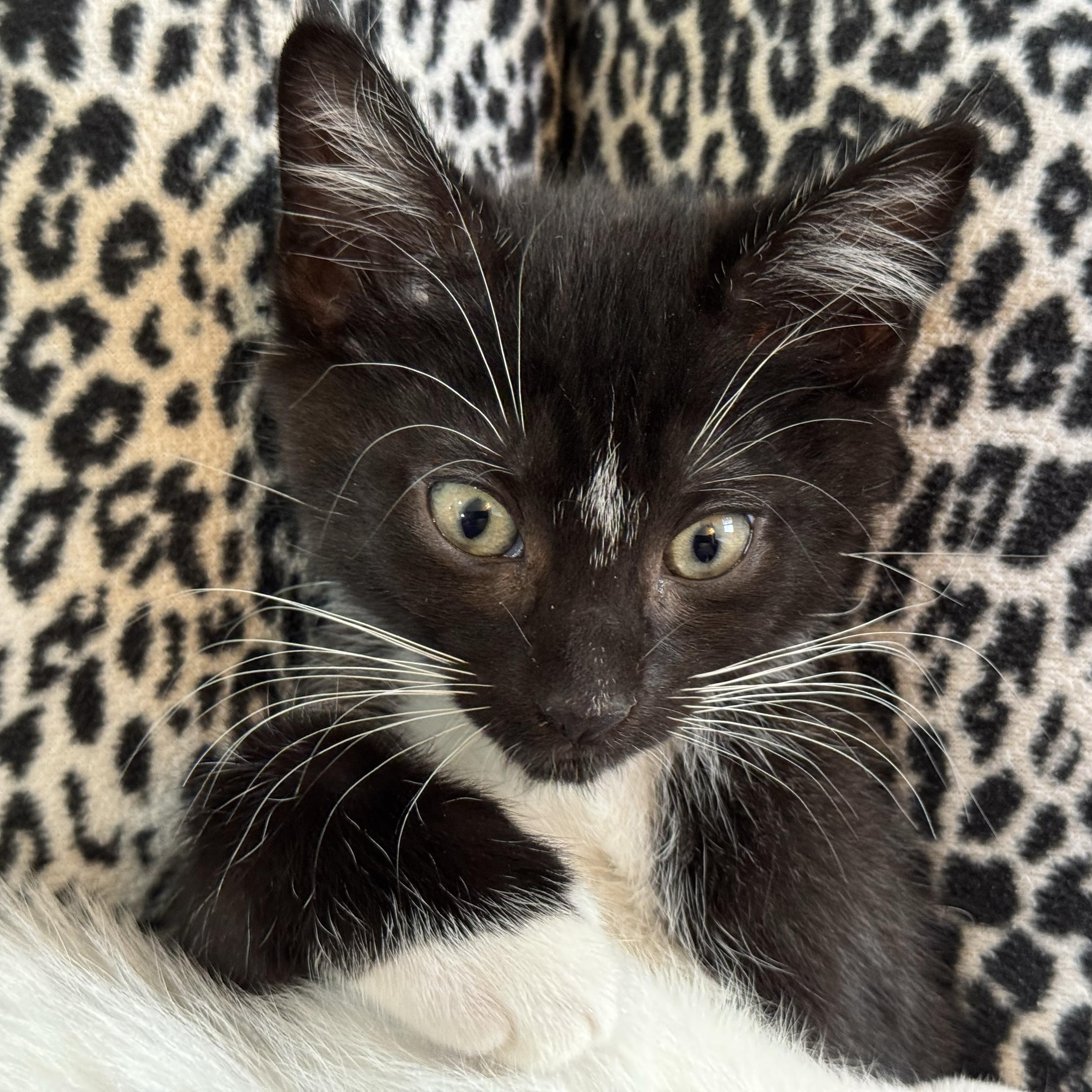 Mozzarella + Pecorino, a Adoptable Domestic Short Hair in Brooklyn, NY image 4/6