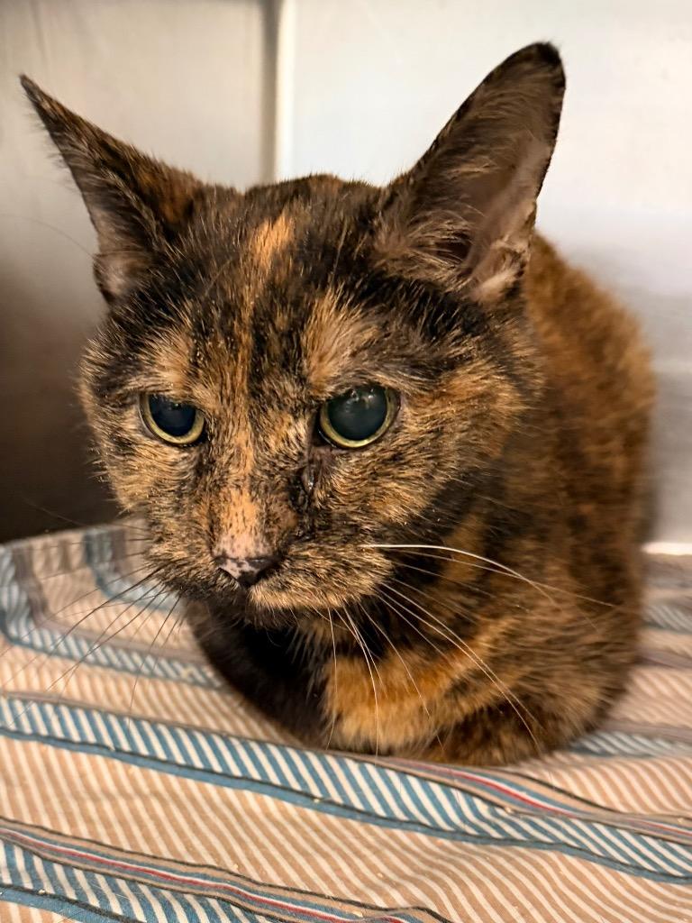 Buttons, Adoptable, Senior Female Domestic Short Hair.