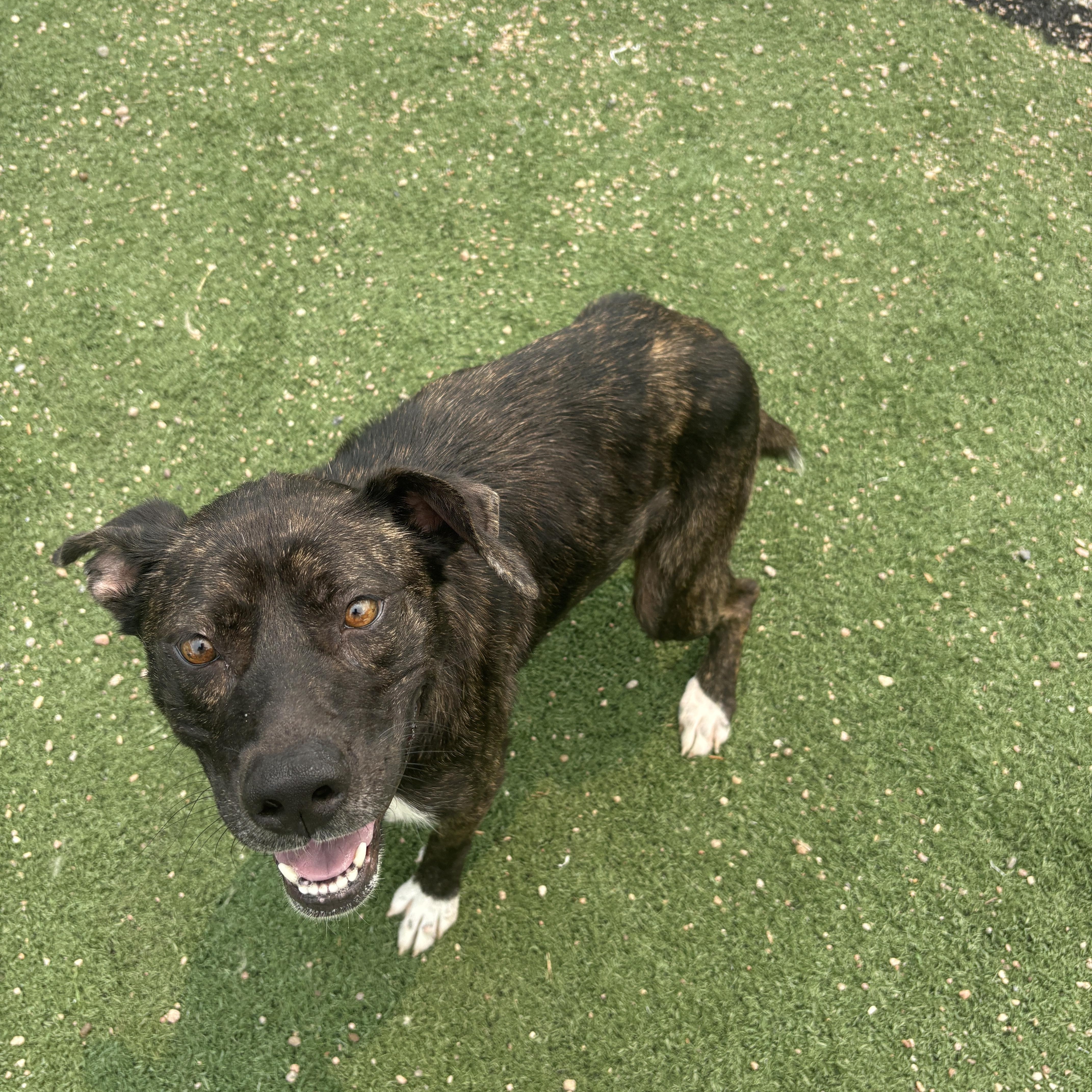 Ginny, ADOPTABLE, Adult Female American Bully.