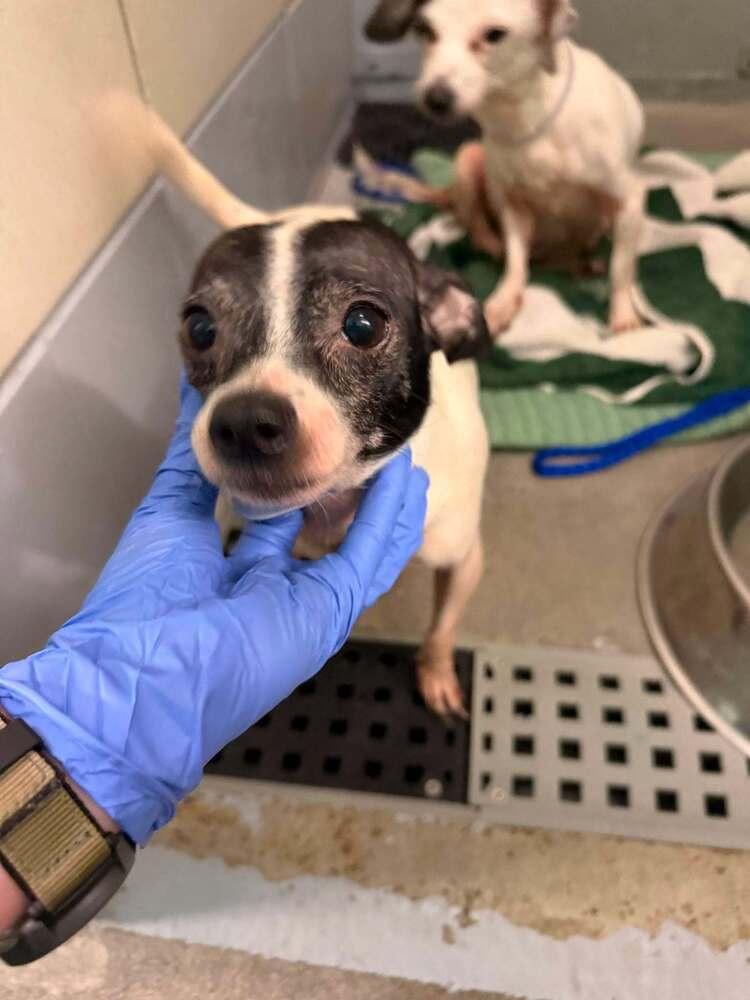 Enlarge Lily, a Adoptable mixed breed in Aurora, CO image 2/4