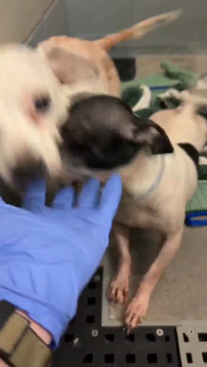Enlarge Lily, a Adoptable mixed breed in Aurora, CO video 3/4