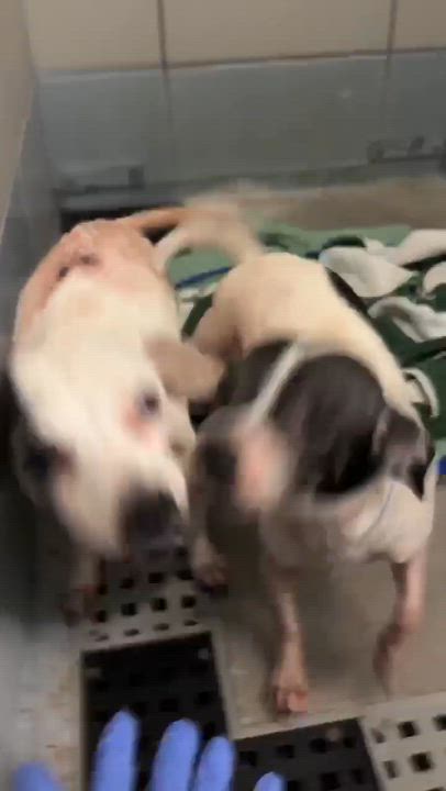 Enlarge Lily, a Adoptable mixed breed in Aurora, CO video 4/4