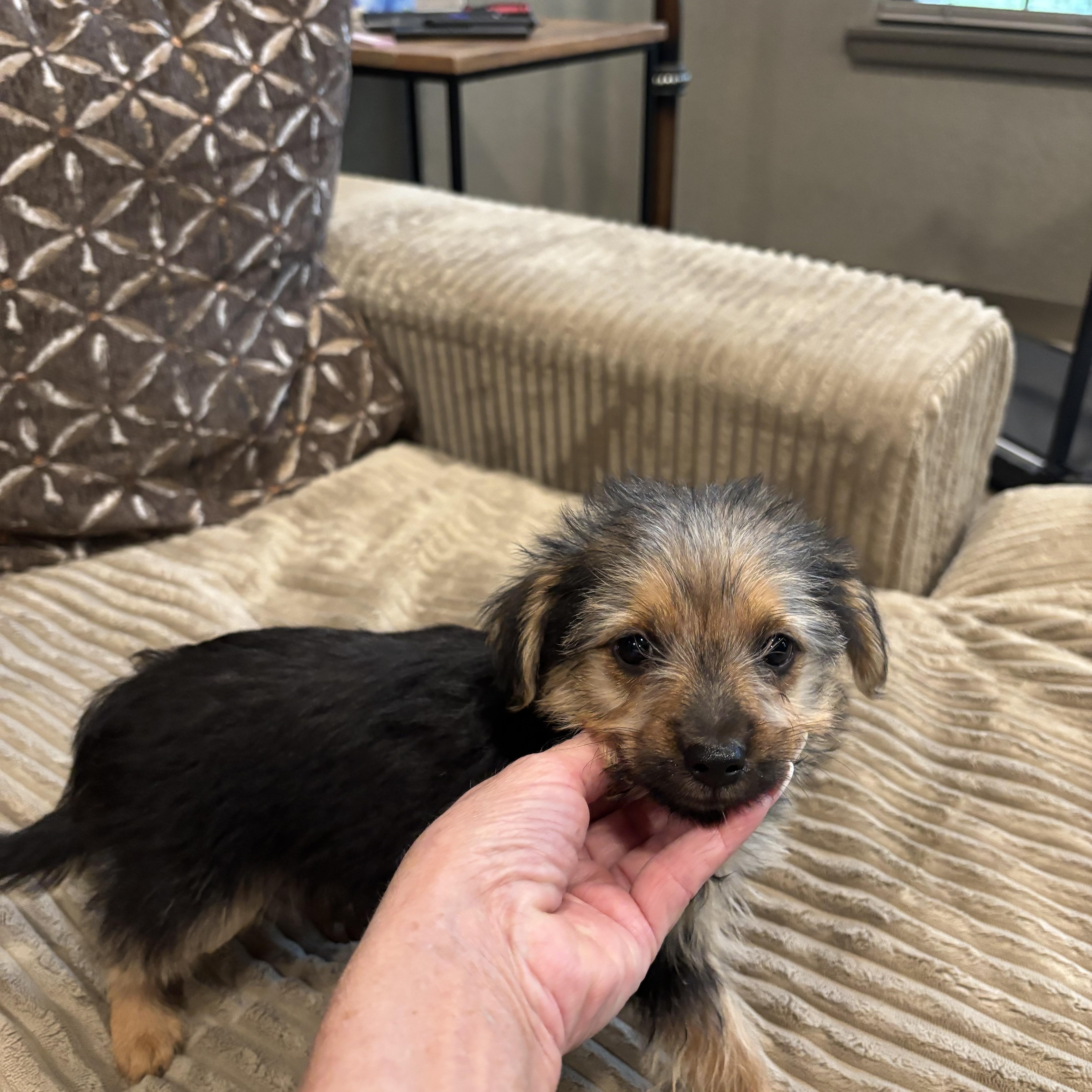 Enlarge Bella, a Adopted mixed breed in Rowlett, TX image 1/4
