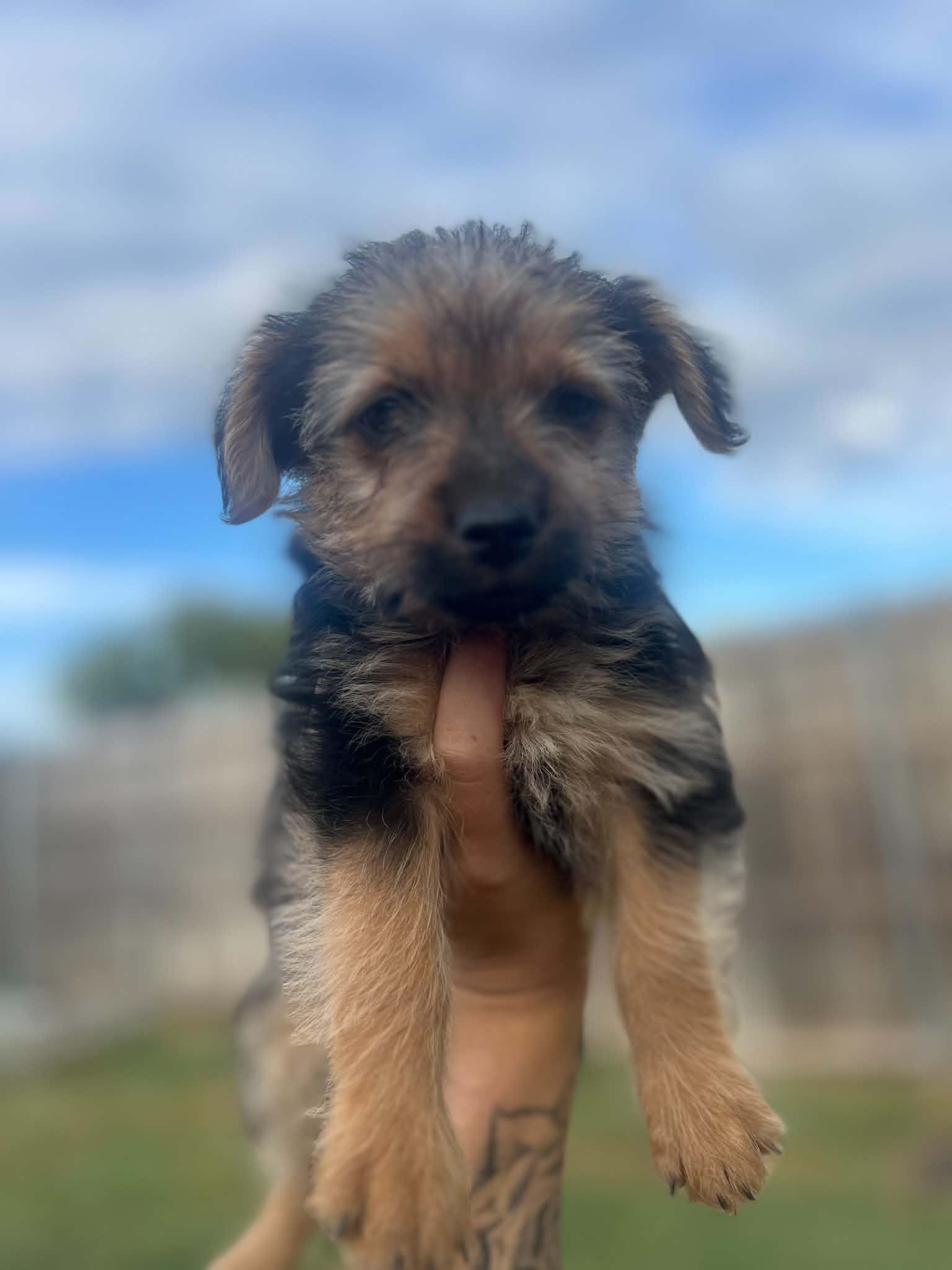 Enlarge Bella, a Adopted mixed breed in Rowlett, TX image 2/4
