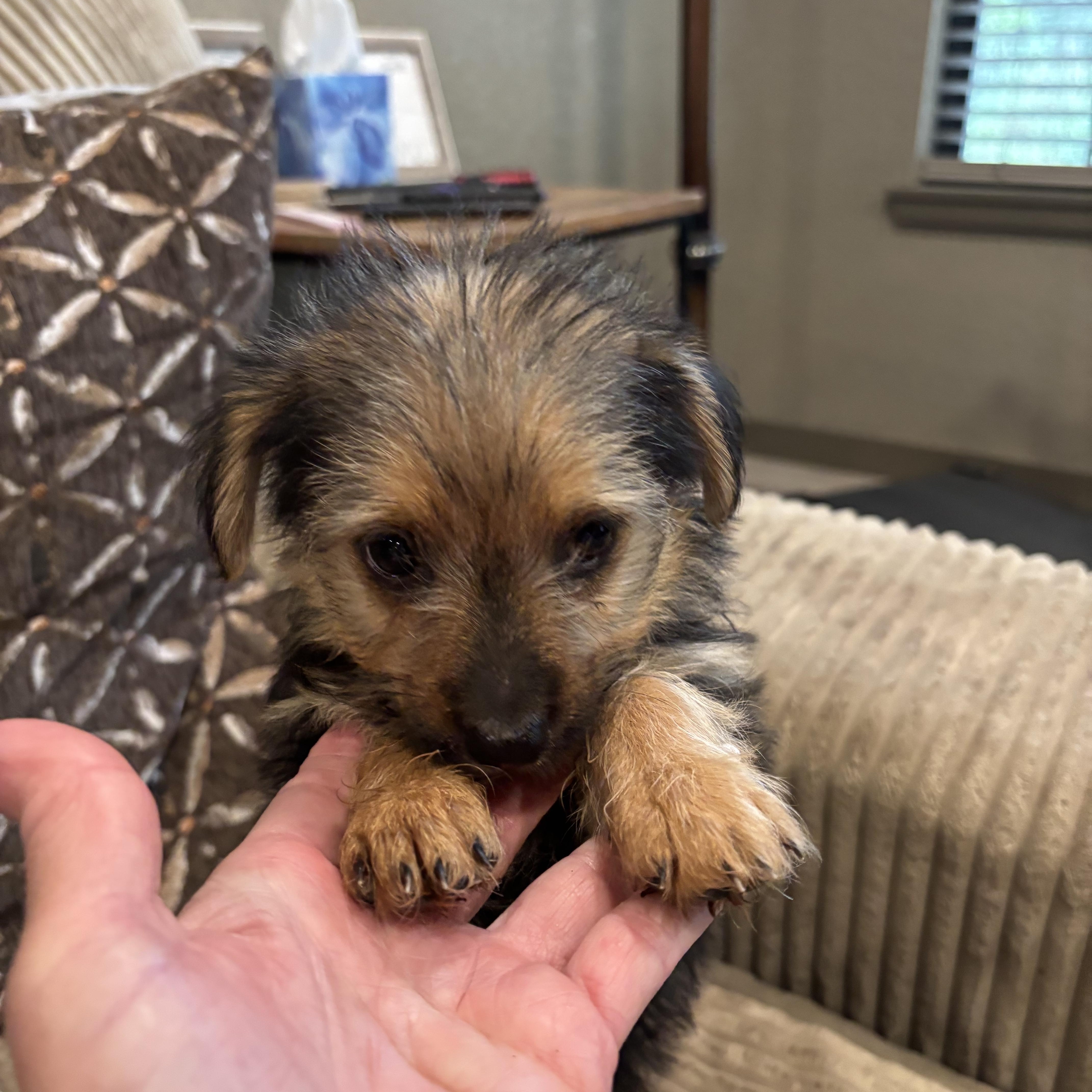 Enlarge Bella, a Adopted mixed breed in Rowlett, TX image 3/4