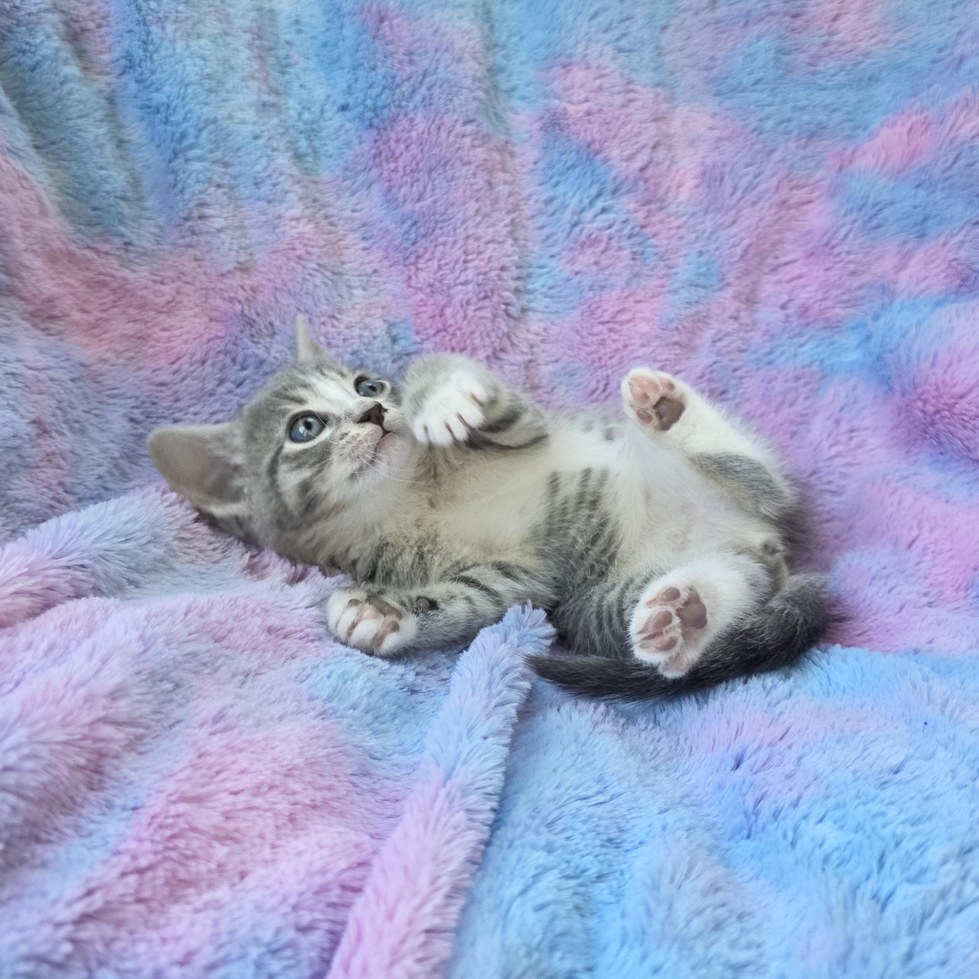 Jelly, a Adoptable Domestic Short Hair in Atlanta, GA image 5/6