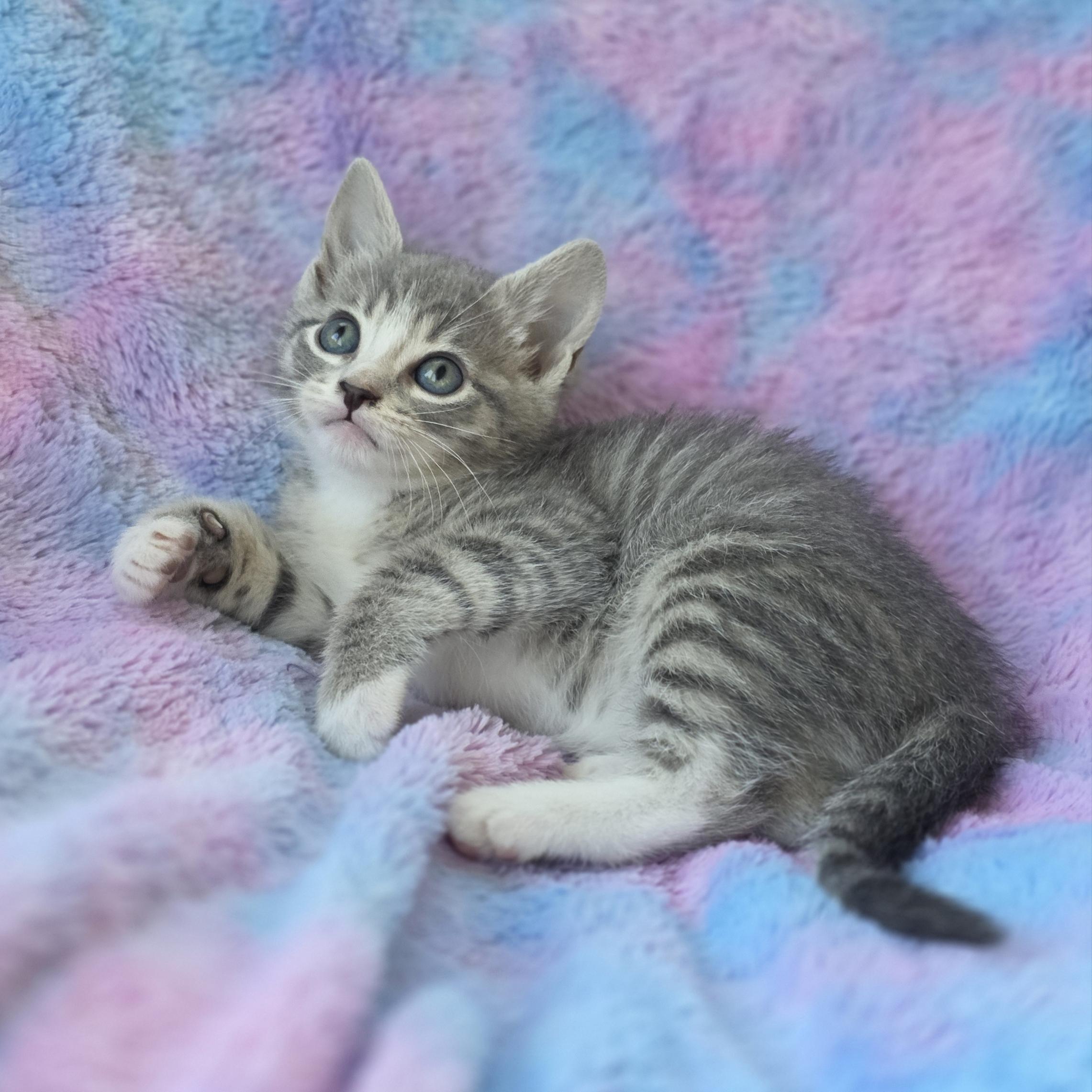 Jelly, a Adoptable Domestic Short Hair in Atlanta, GA image 3/6