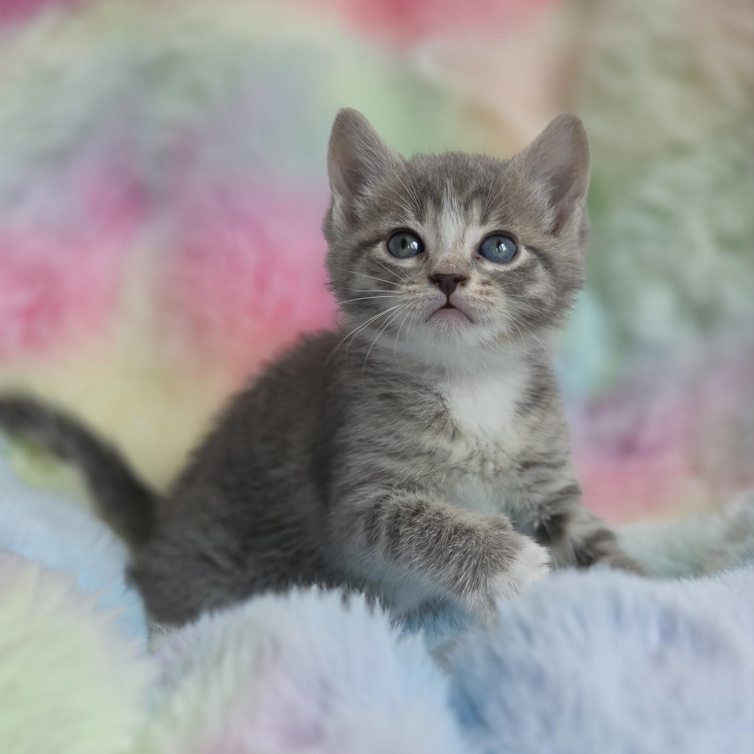 Jelly, Adoptable, Kitten Female Domestic Short Hair.
