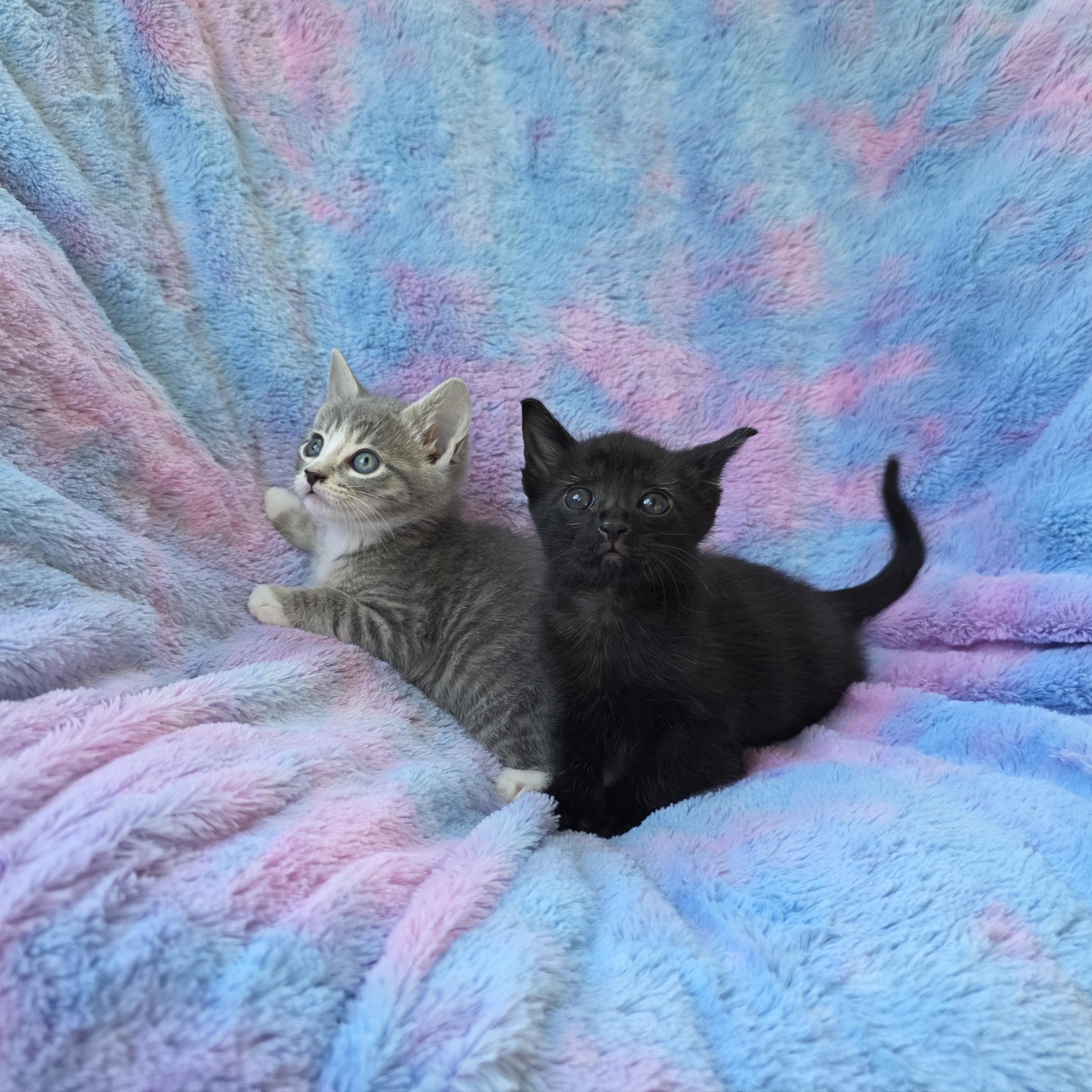 Jelly, a Adoptable Domestic Short Hair in Atlanta, GA image 2/6