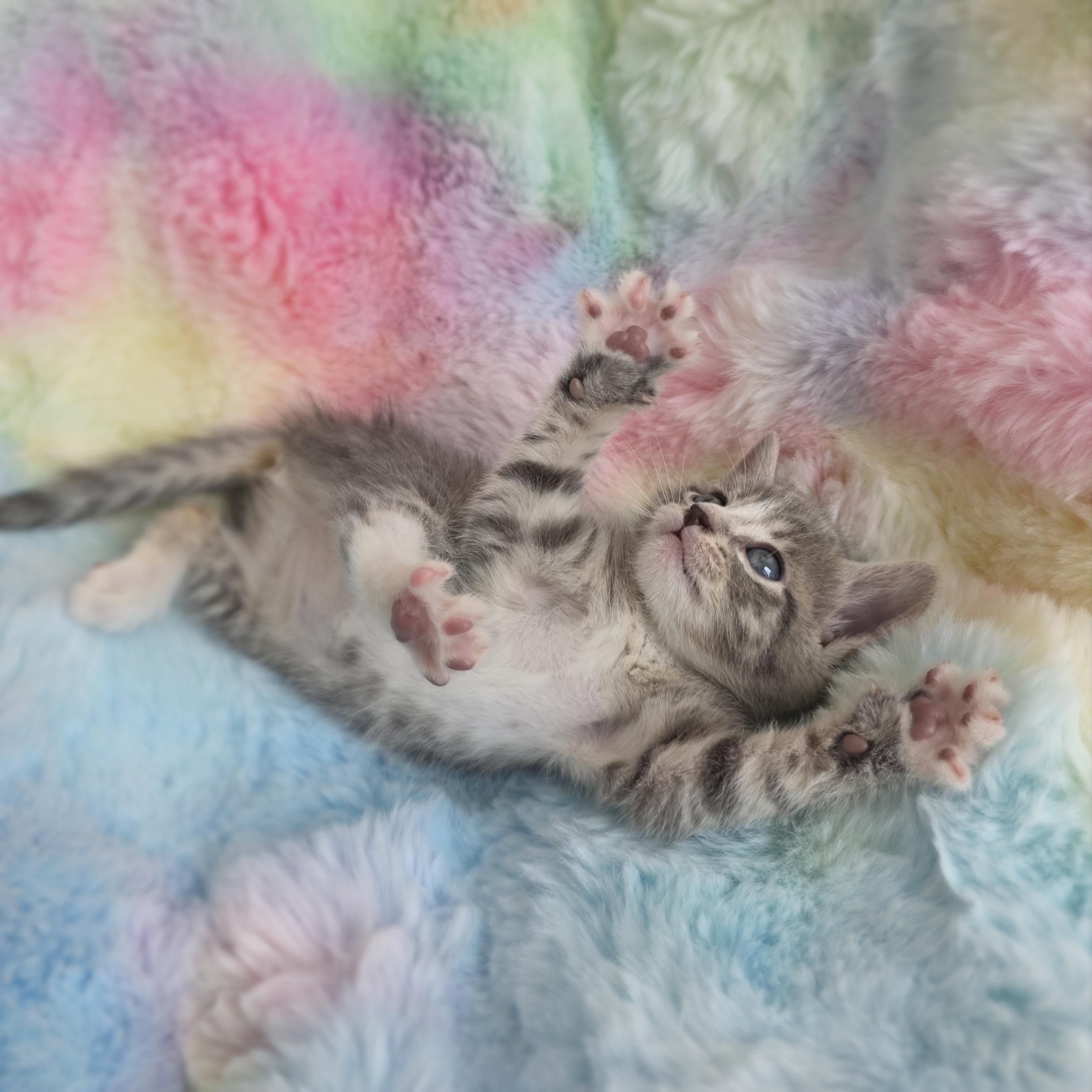 Jelly, a Adoptable Domestic Short Hair in Atlanta, GA image 4/6
