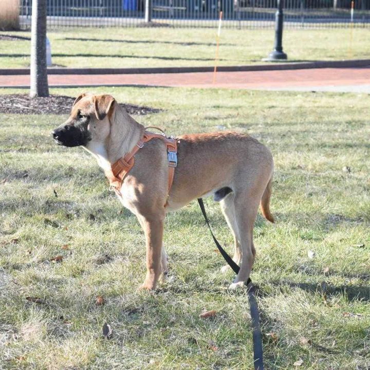 Max, a Adoptable mixed breed in Penfield, NY image 3/6