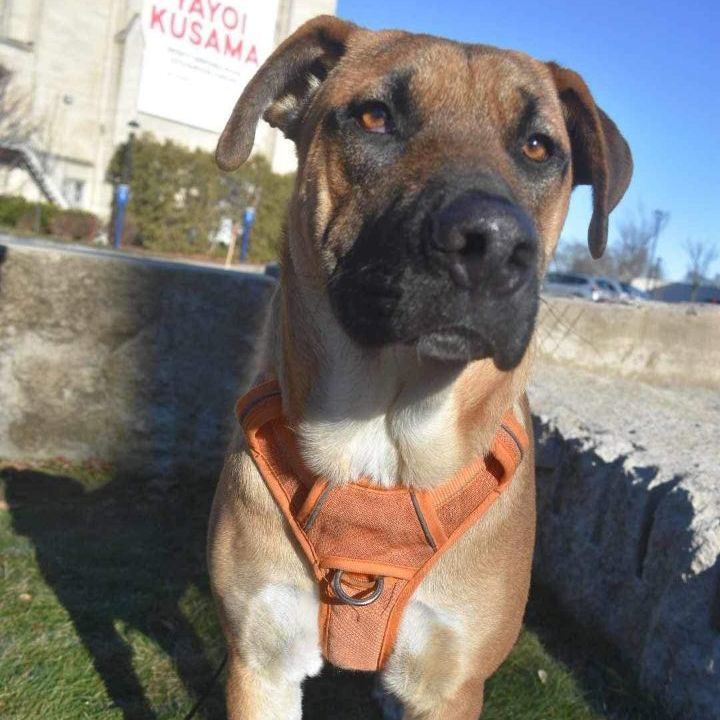 Max, a Adoptable mixed breed in Penfield, NY image 5/6