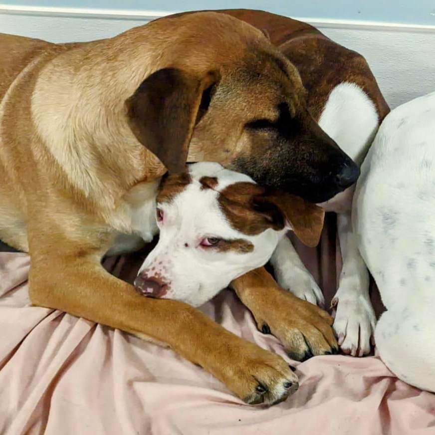 Max, a Adoptable mixed breed in Penfield, NY image 6/6