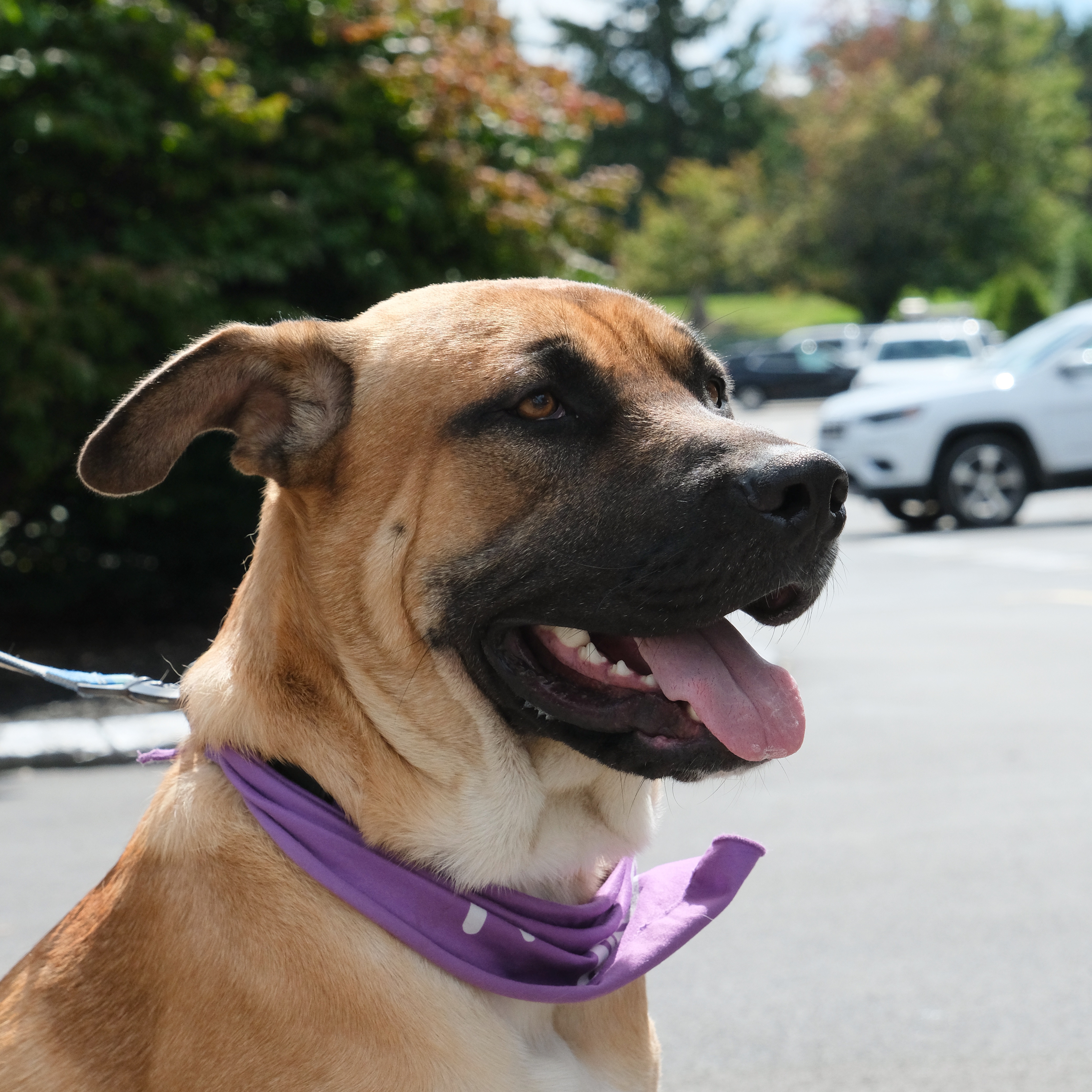 Max, a Adoptable mixed breed in Penfield, NY image 1/6