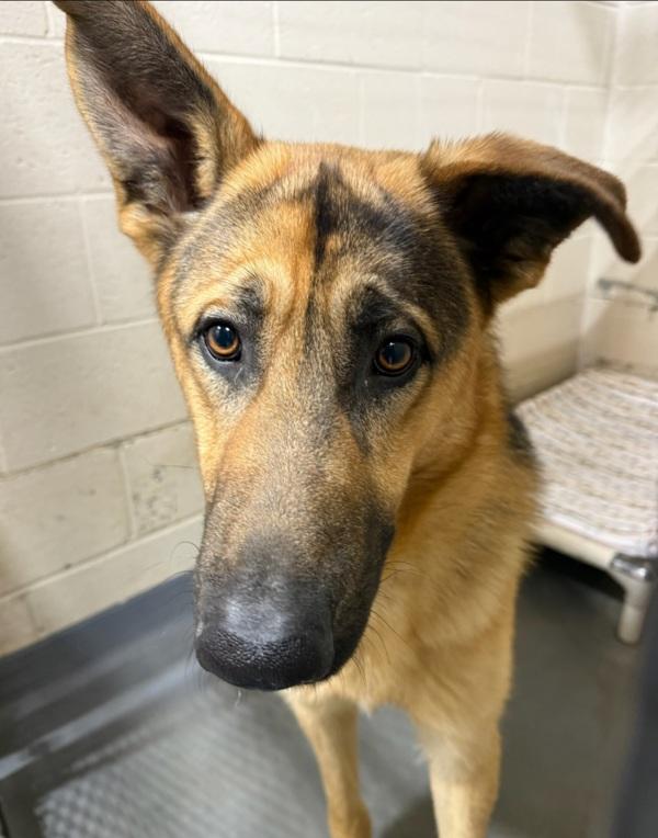 26-02-0551 Teddy, Adoptable, Adult Male German Shepherd Dog.