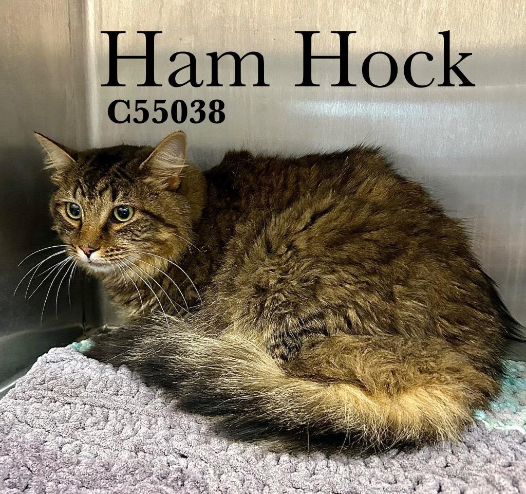 Enlarge Ham Hock, a Adoptable mixed breed in Clarksville, TN image 1/1