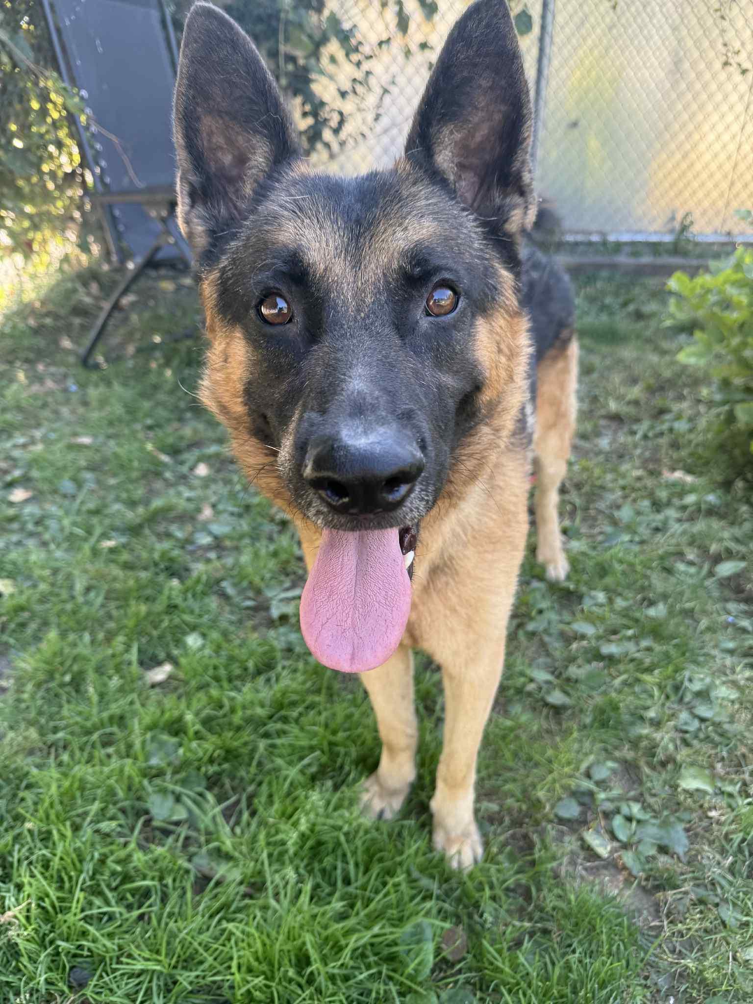 Doug, adoptable, Young Male German Shepherd Dog.