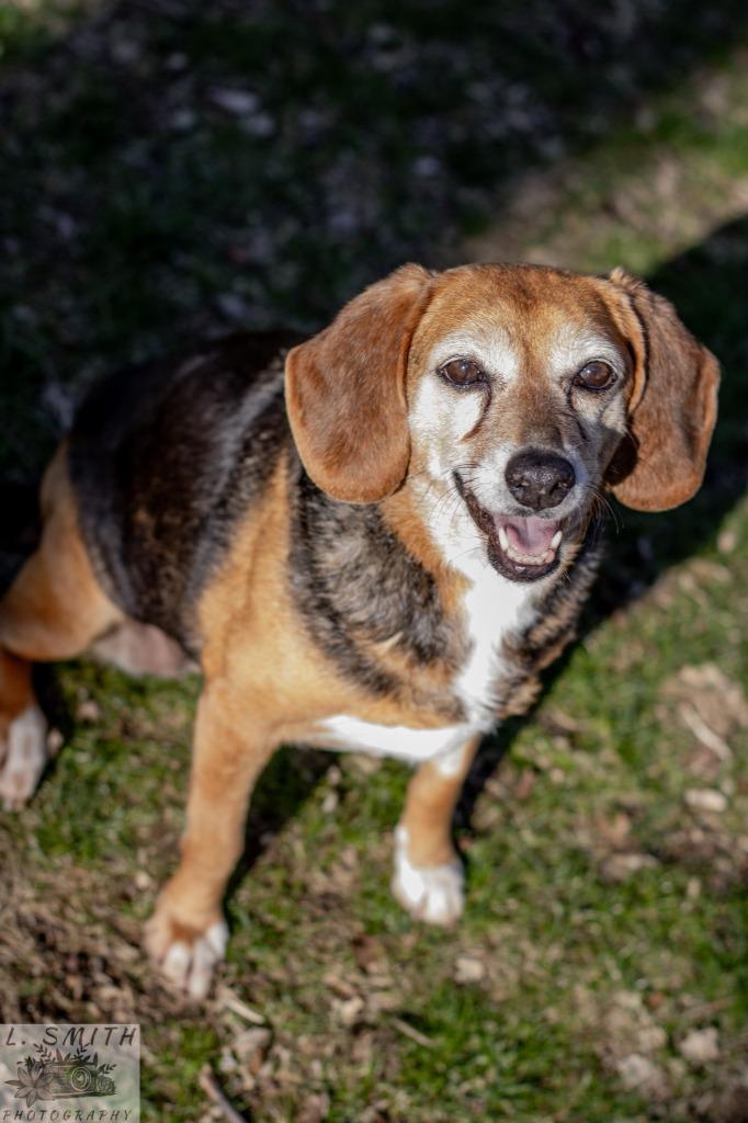 Enlarge Gretchyn, a Adoptable Beagle in Kettering, OH image 1/4