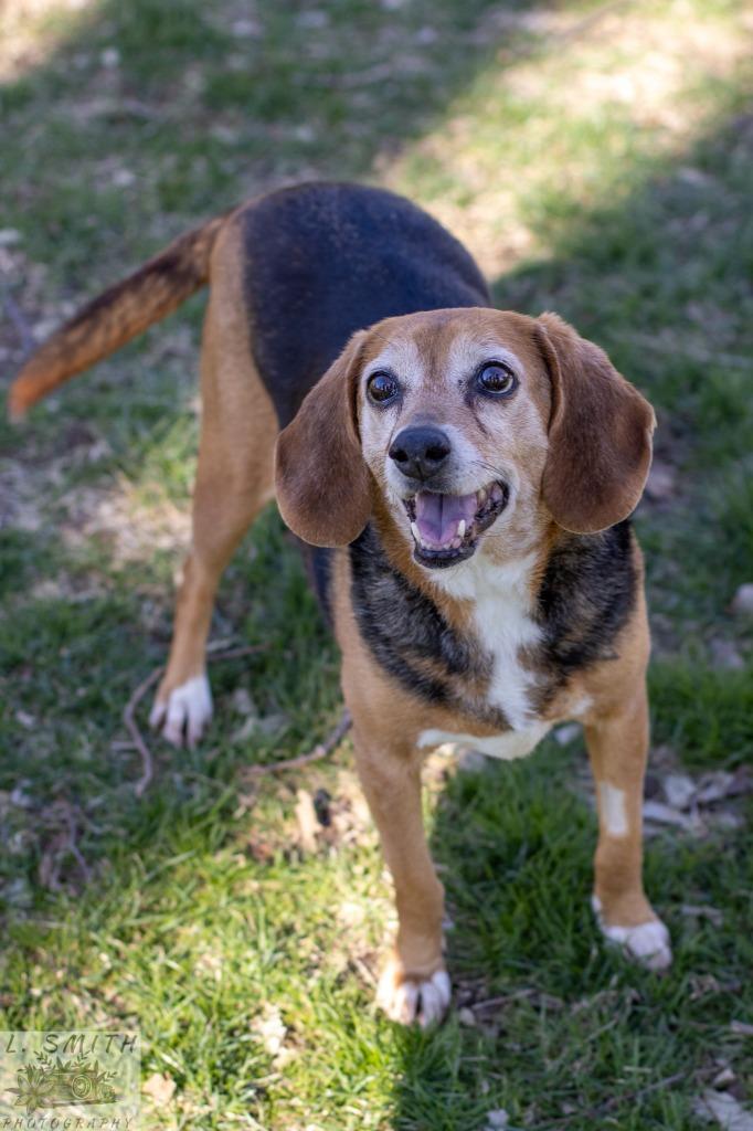 Enlarge Gretchyn, a Adoptable Beagle in Kettering, OH image 2/4