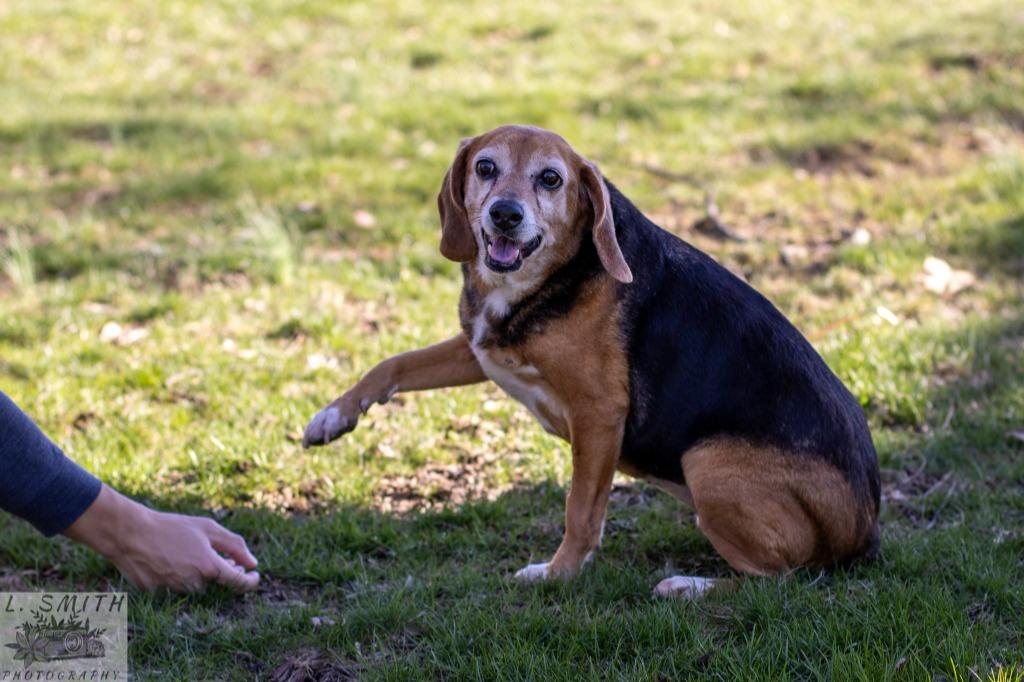 Enlarge Gretchyn, a Adoptable Beagle in Kettering, OH image 3/4
