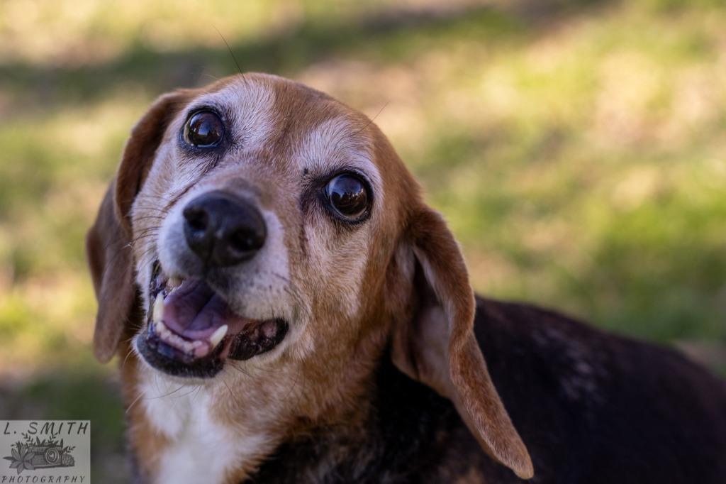 Enlarge Gretchyn, a Adoptable Beagle in Kettering, OH image 4/4