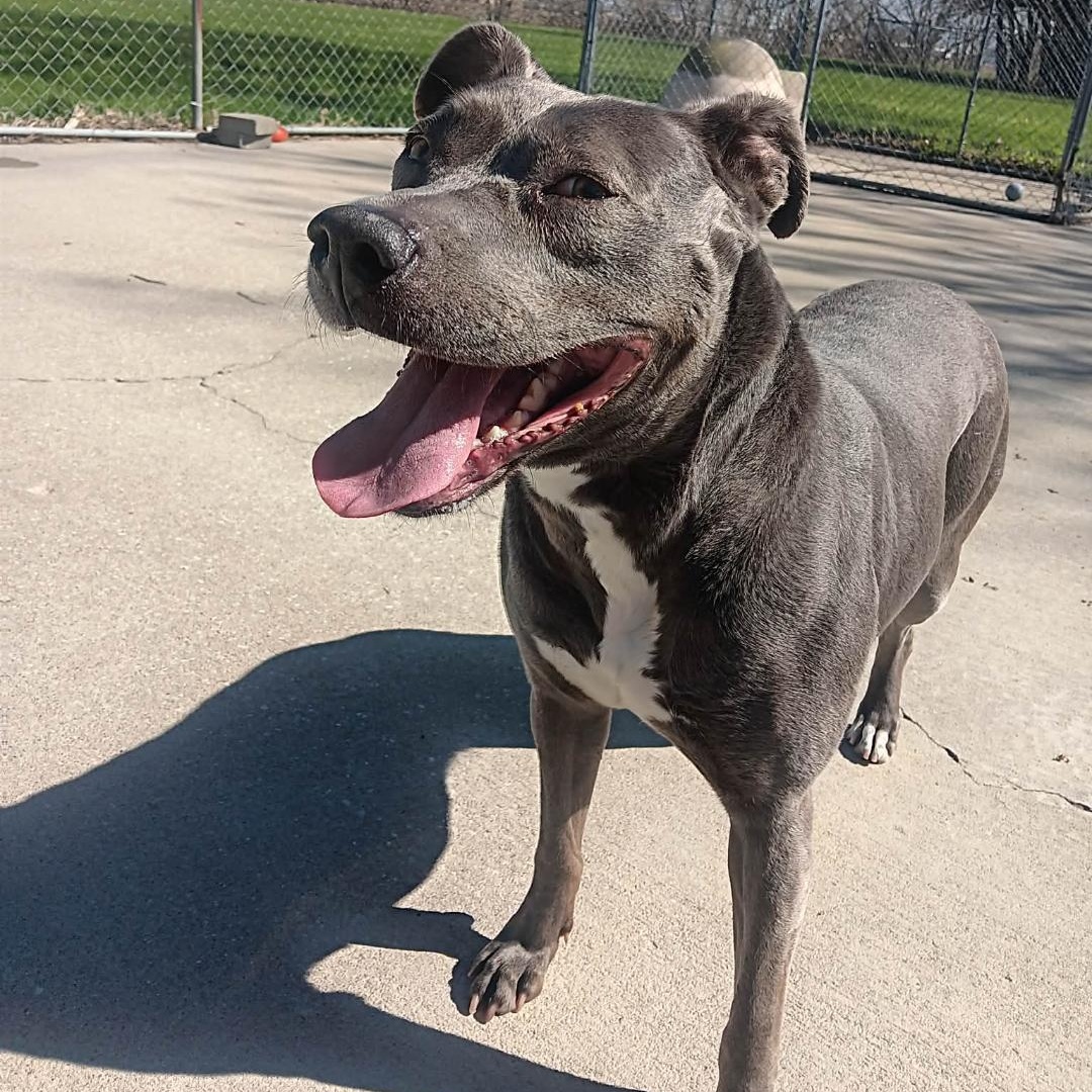 Bette Davis **so sweet**, Adoptable, Young Female Pit Bull Terrier.
