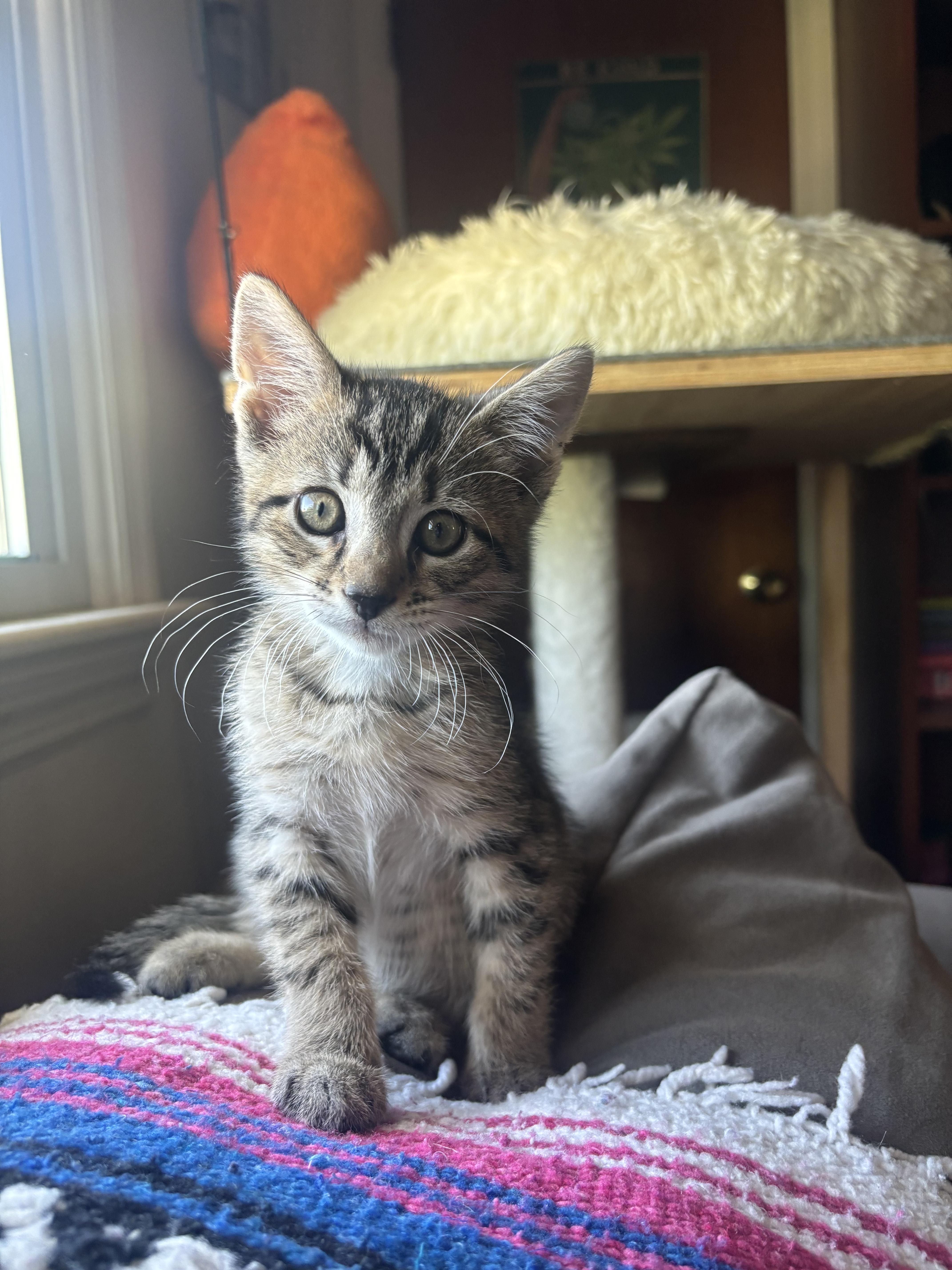 Shrek, a ADOPTABLE Domestic Short Hair in Haddon Heights, NJ image 3/3