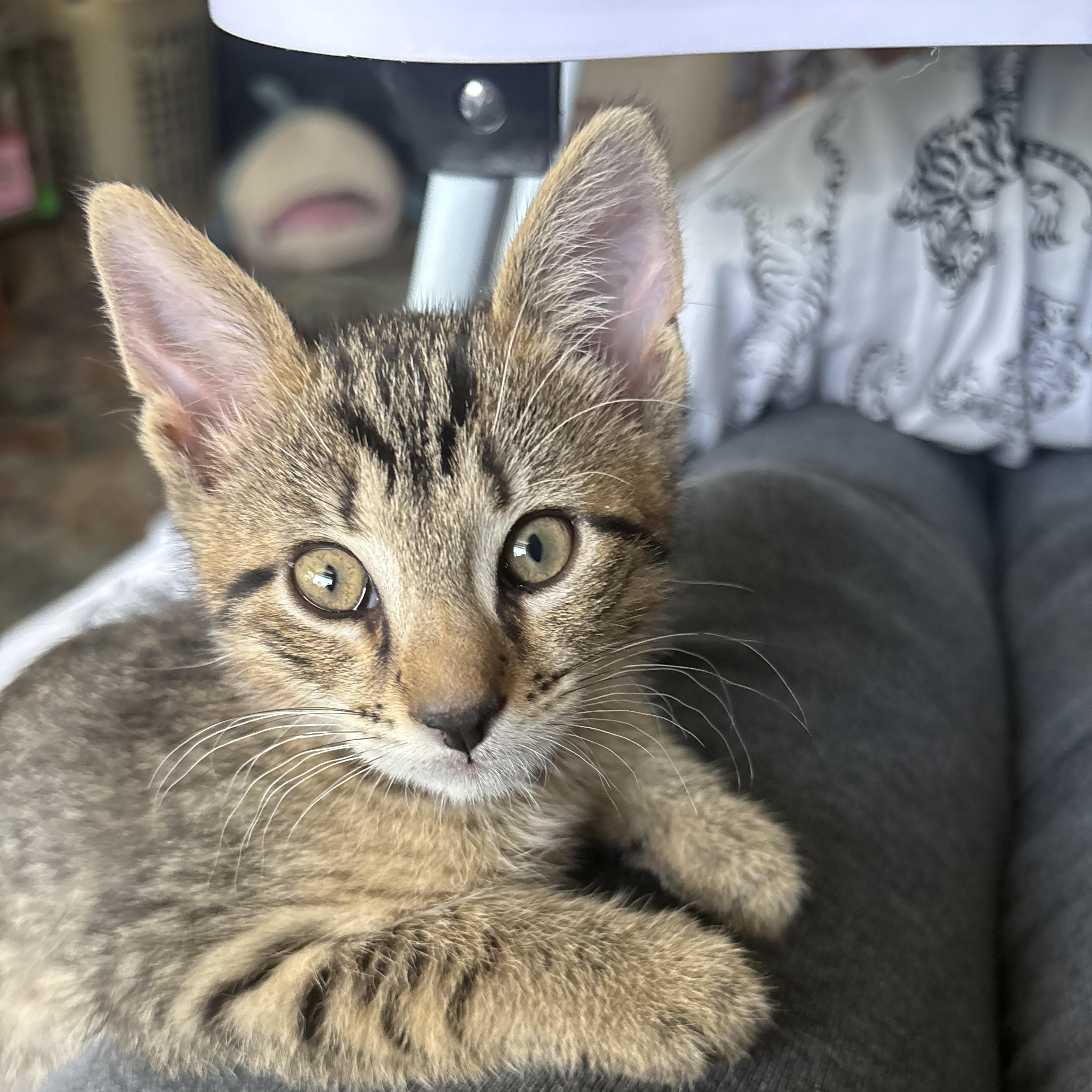 Shrek, a ADOPTABLE Domestic Short Hair in Haddon Heights, NJ image 1/3