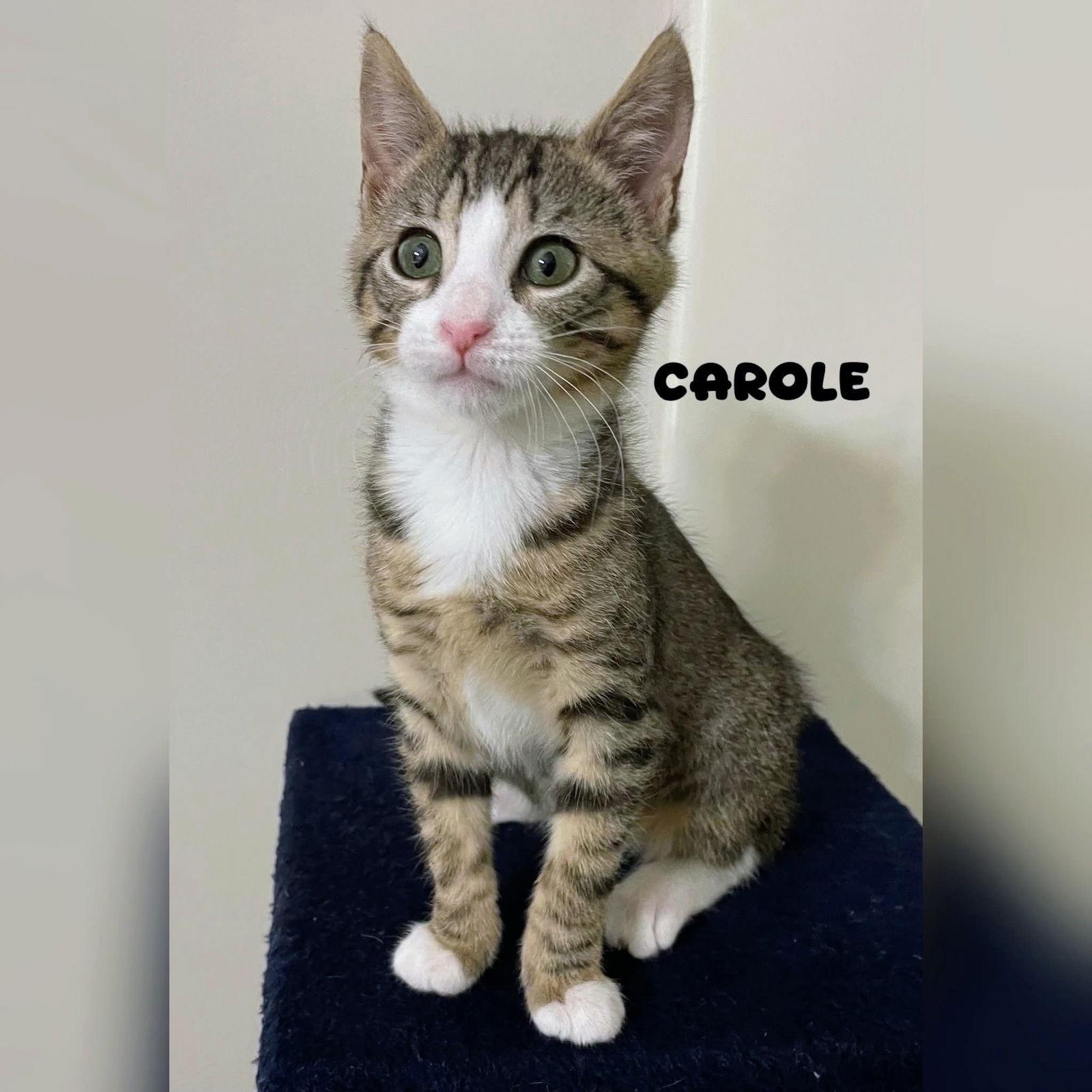 Carole Kitten — thumbnail 2