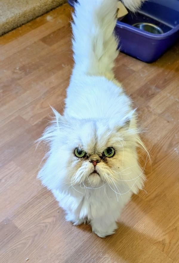 Enlarge WINSTON, an adopted Persian in Kenosha, WI image 1/2