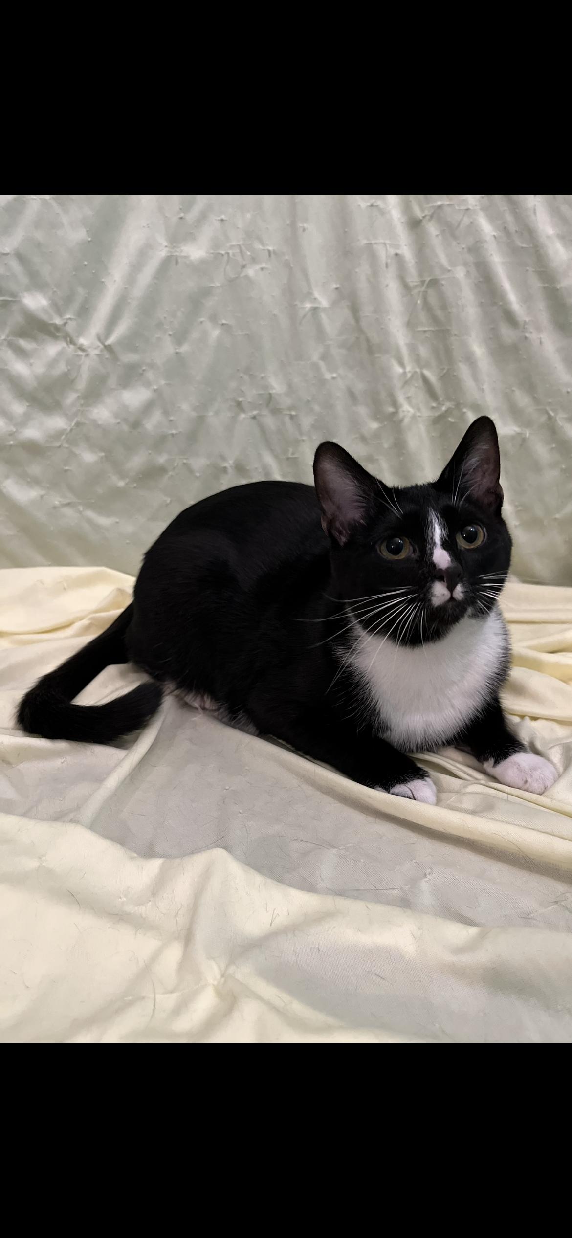 Enlarge Ellsbeth, a Adoptable Domestic Short Hair in Connelly Springs, NC image 4/6