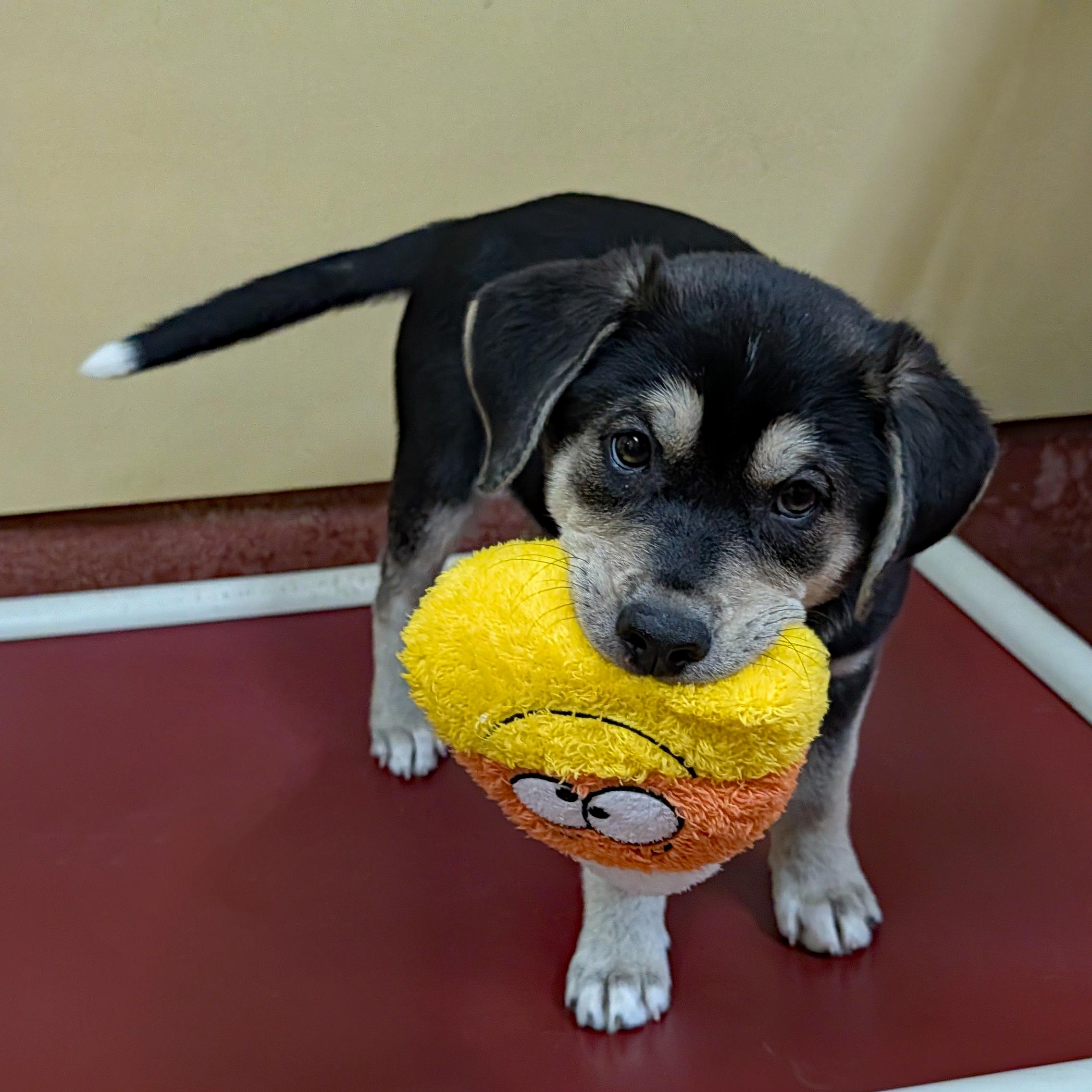 Enlarge Lennie, a ADOPTABLE mixed breed in Accident, MD image 1/5