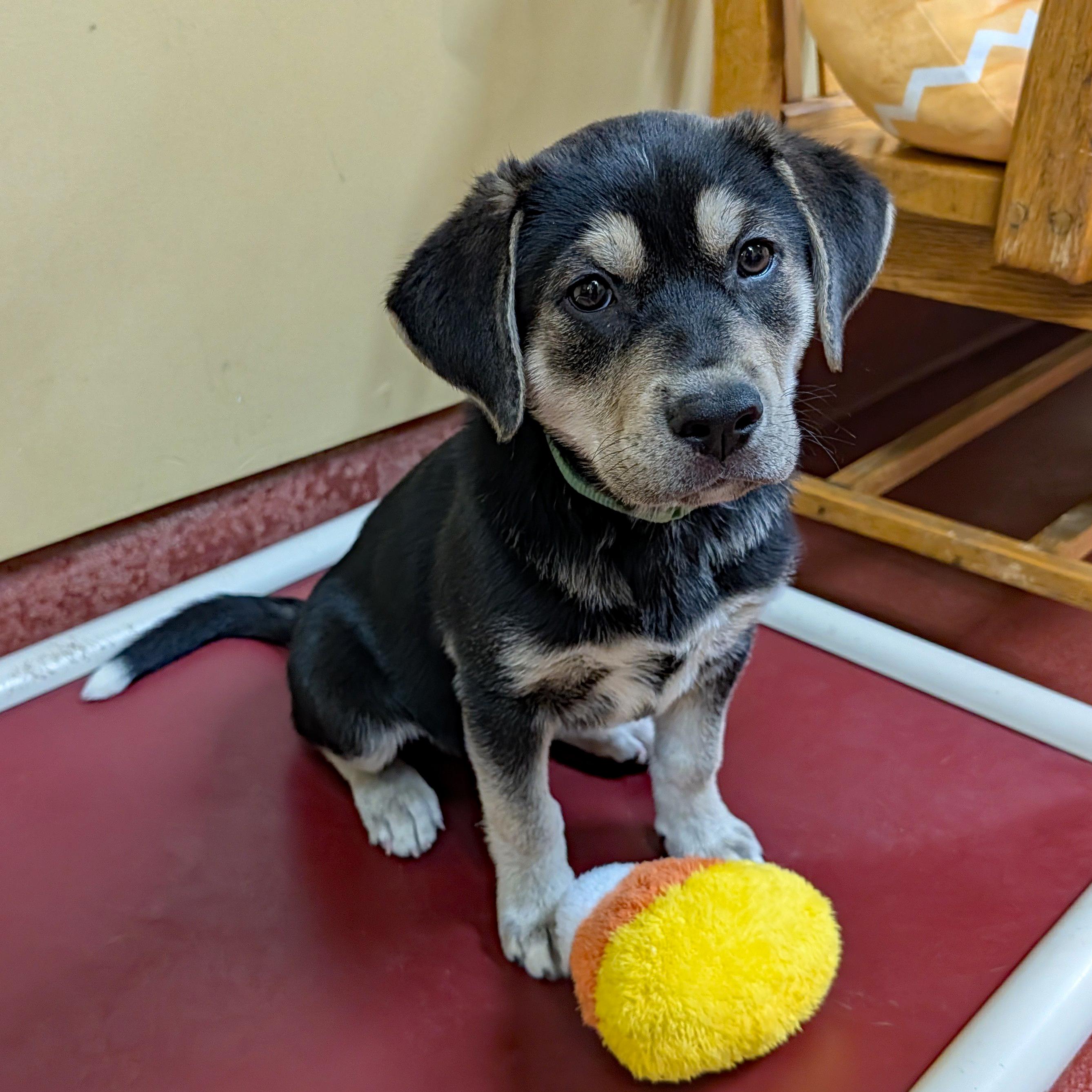 Enlarge Lennie, a ADOPTABLE mixed breed in Accident, MD image 2/5