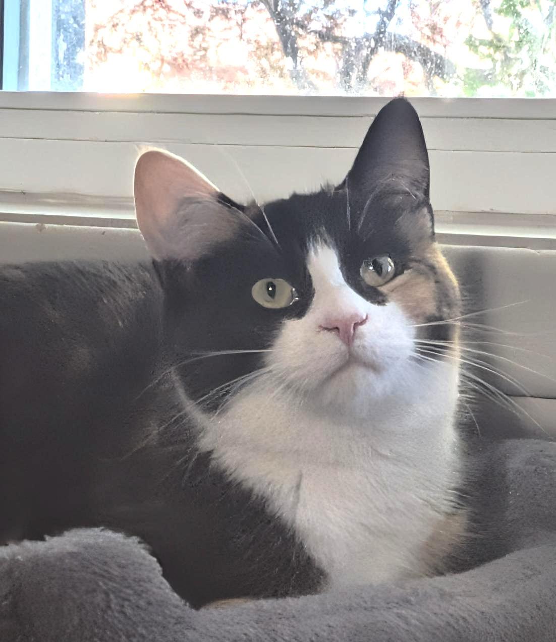Angi, a ADOPTABLE Calico in Stoney Creek, ON image 4/4