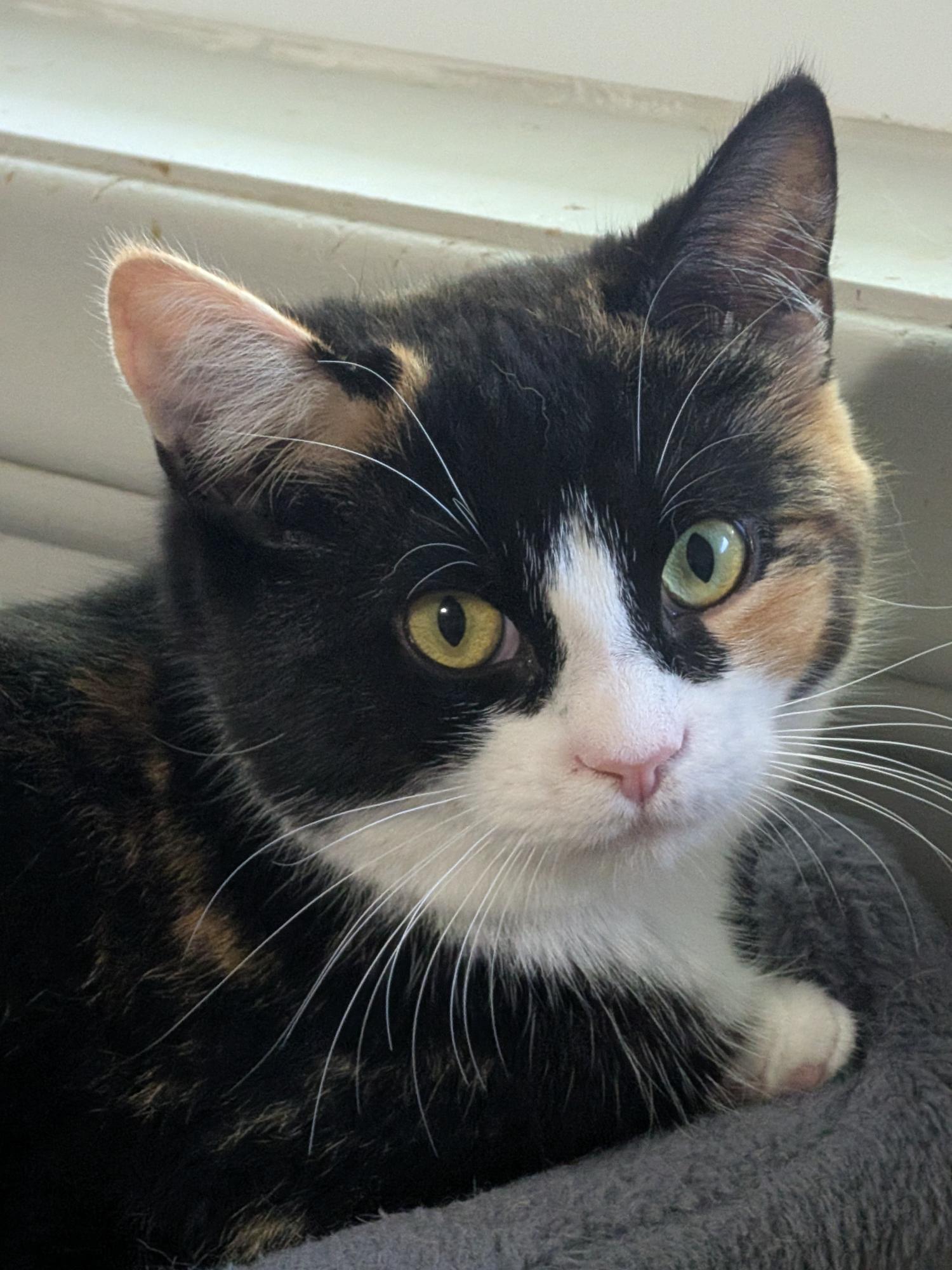 Angi, a ADOPTABLE Calico in Stoney Creek, ON image 3/4