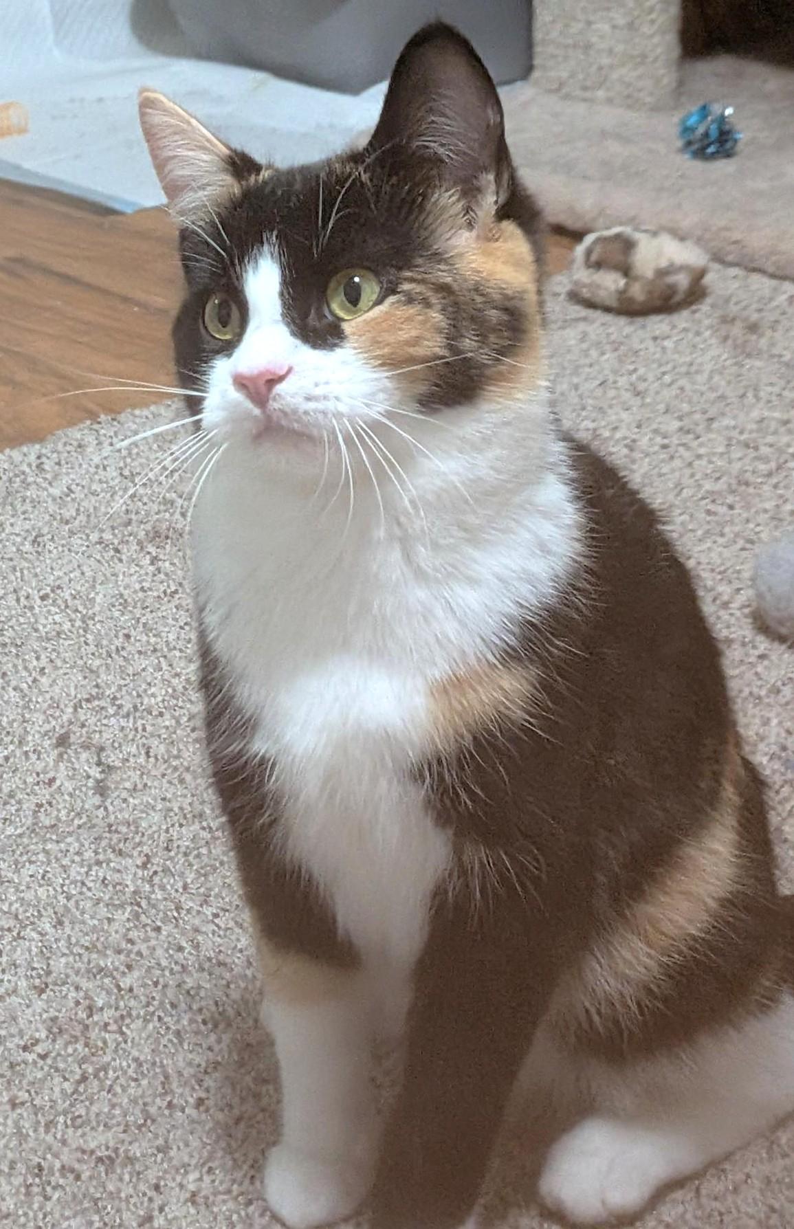 Angi, a ADOPTABLE Calico in Stoney Creek, ON image 2/4
