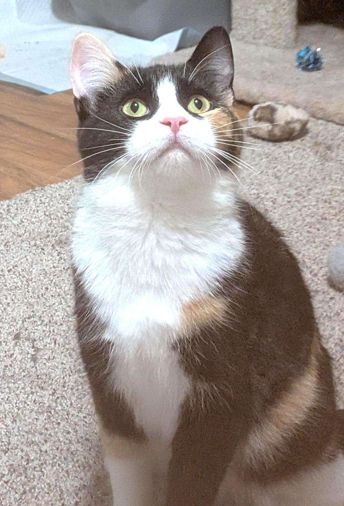 Angi, a ADOPTABLE Calico in Stoney Creek, ON image 1/4