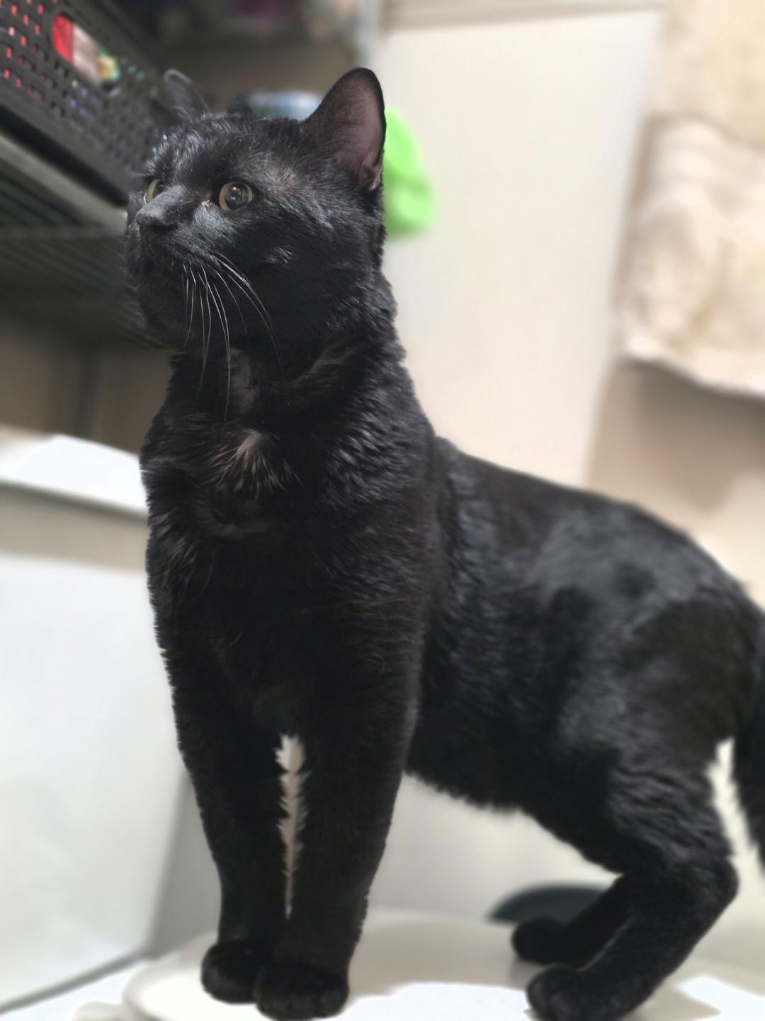 Toast, a ADOPTABLE Domestic Short Hair in Lincoln, NE image 4/5