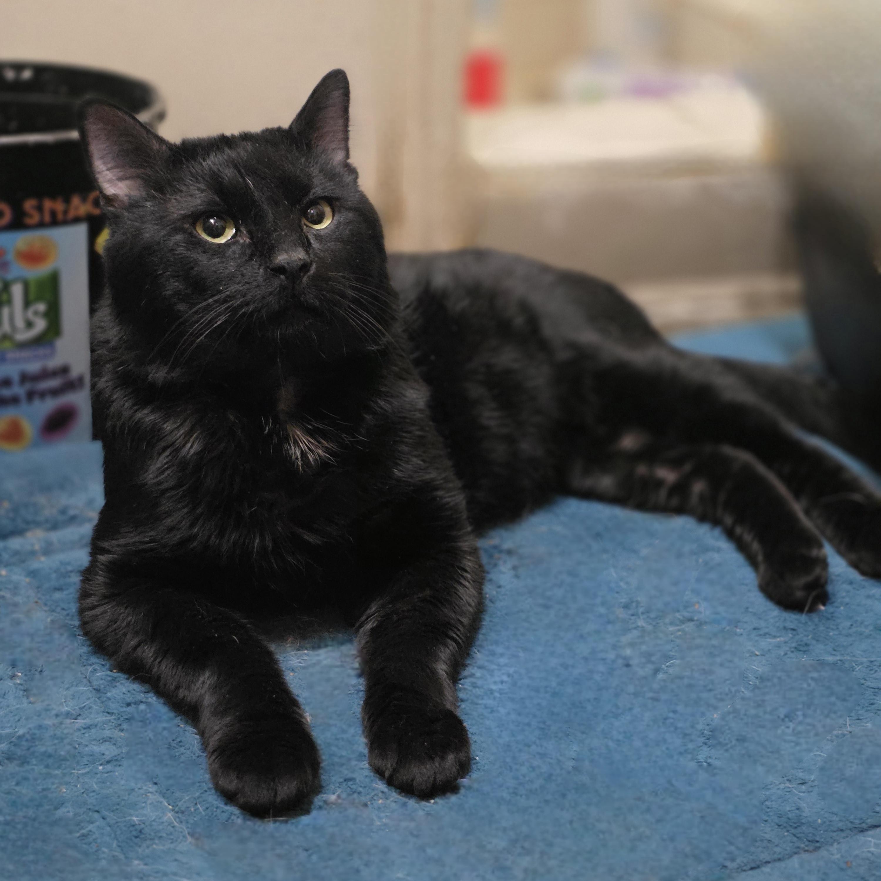 Toast, a ADOPTABLE Domestic Short Hair in Lincoln, NE image 1/5