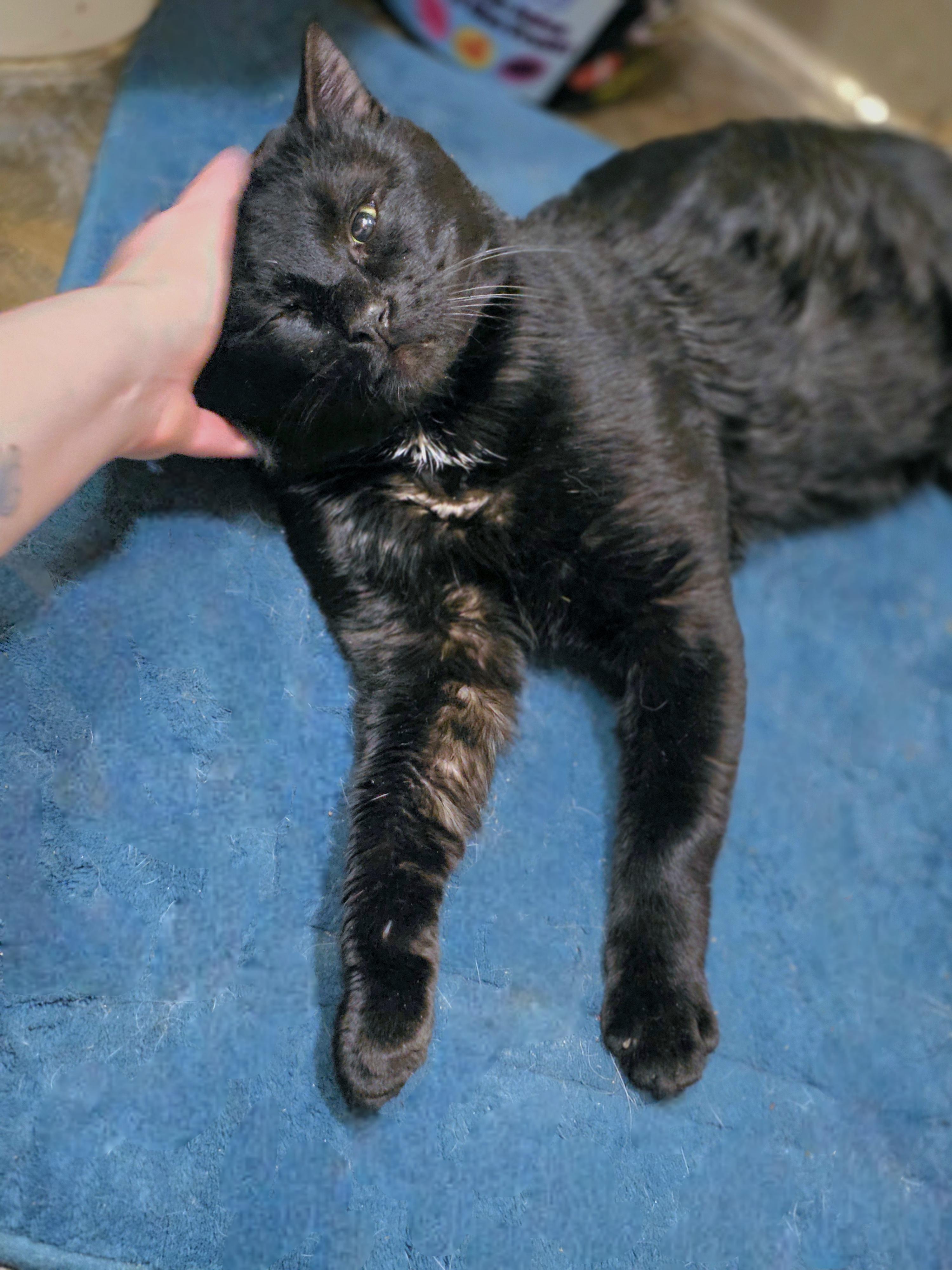 Toast, a ADOPTABLE Domestic Short Hair in Lincoln, NE image 5/5
