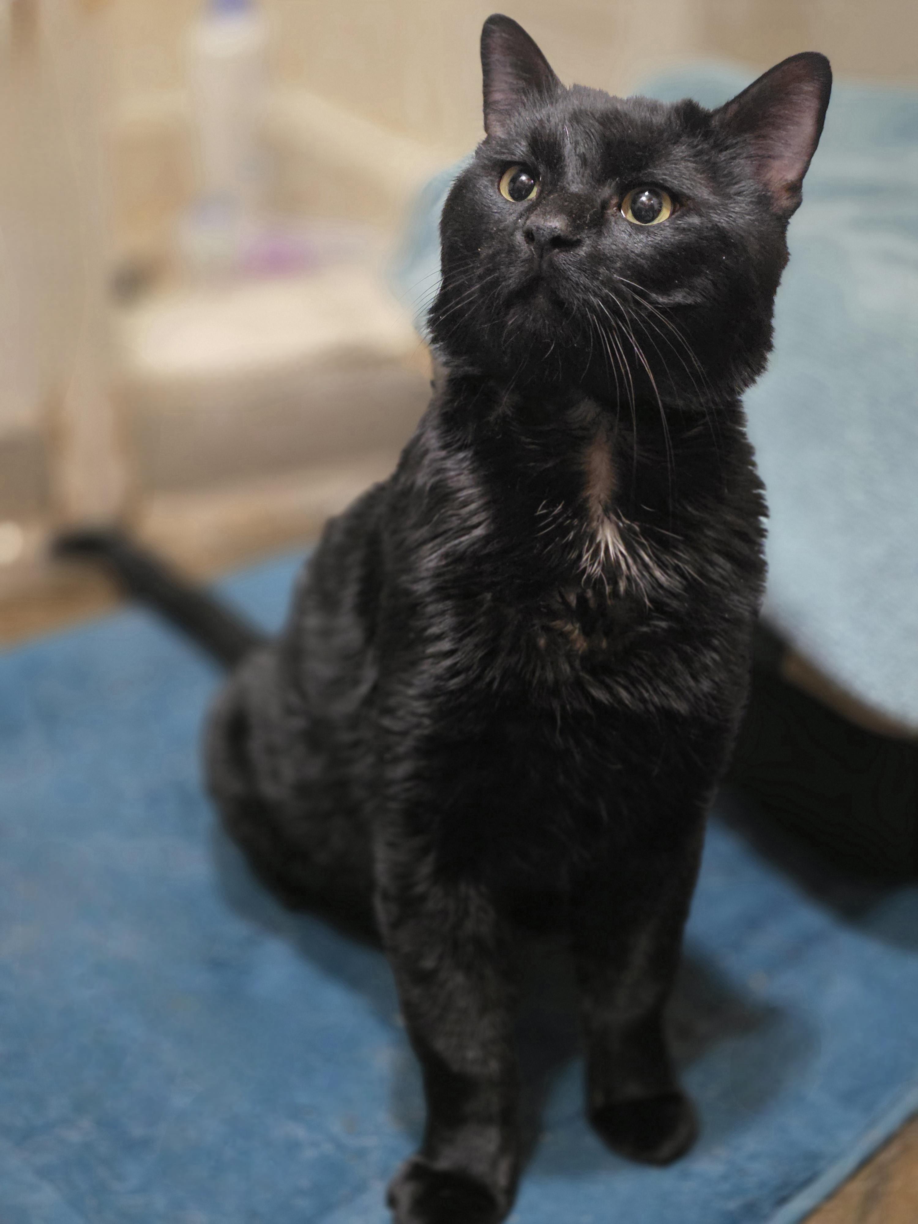 Toast, a ADOPTABLE Domestic Short Hair in Lincoln, NE image 2/5