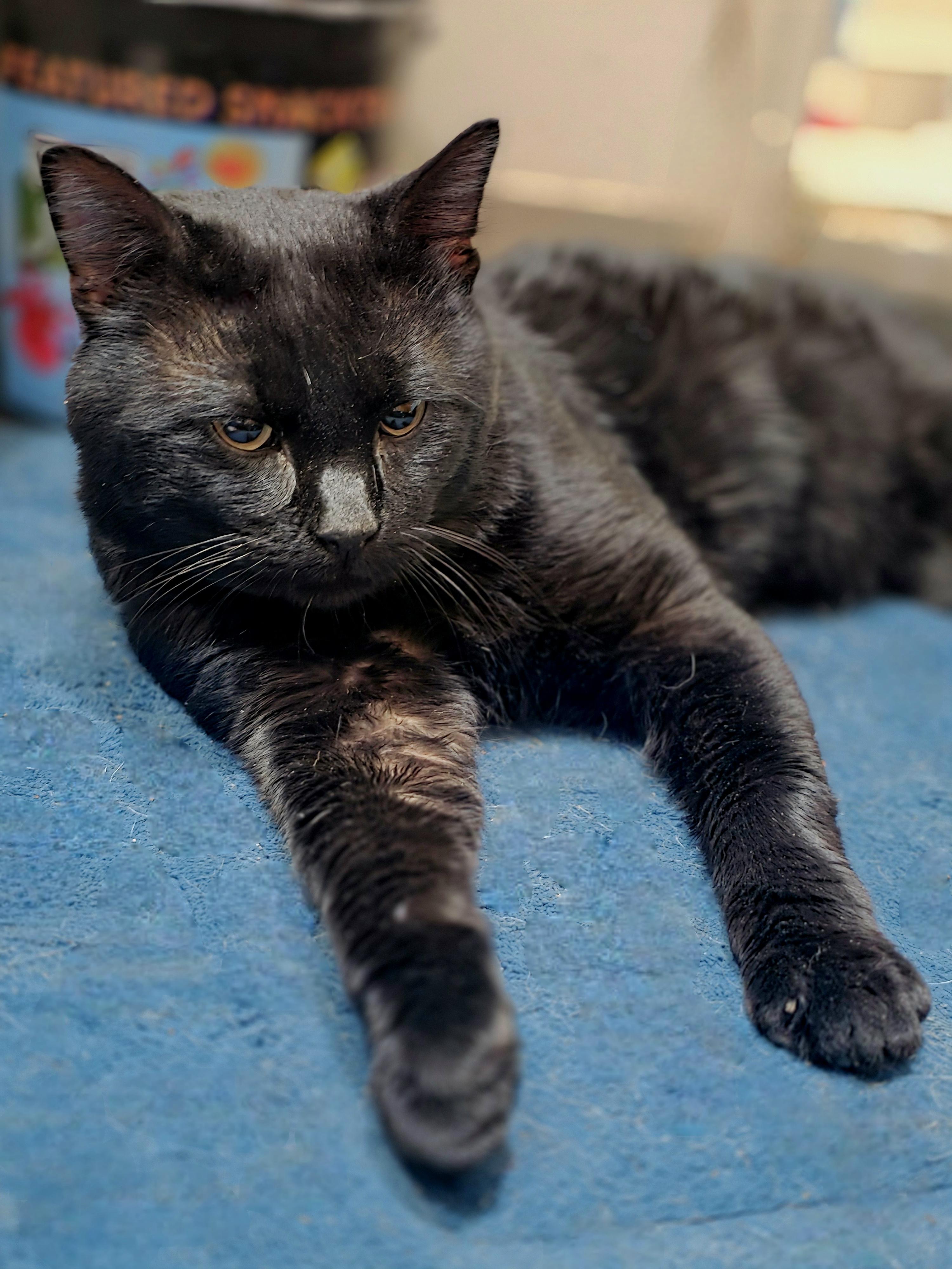Toast, a ADOPTABLE Domestic Short Hair in Lincoln, NE image 3/5