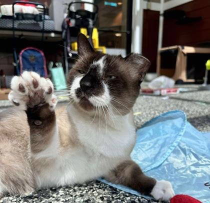 Wrecking Ball, Adoptable, Adult Male Domestic Short Hair.