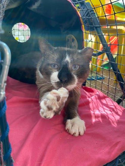 Wrecking Ball, a Adoptable Domestic Short Hair in Lewiston, ME image 3/3