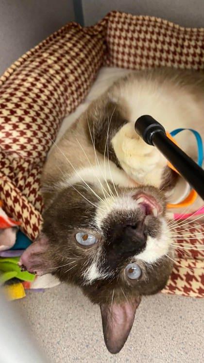 Wrecking Ball, a Adoptable Domestic Short Hair in Lewiston, ME image 2/3