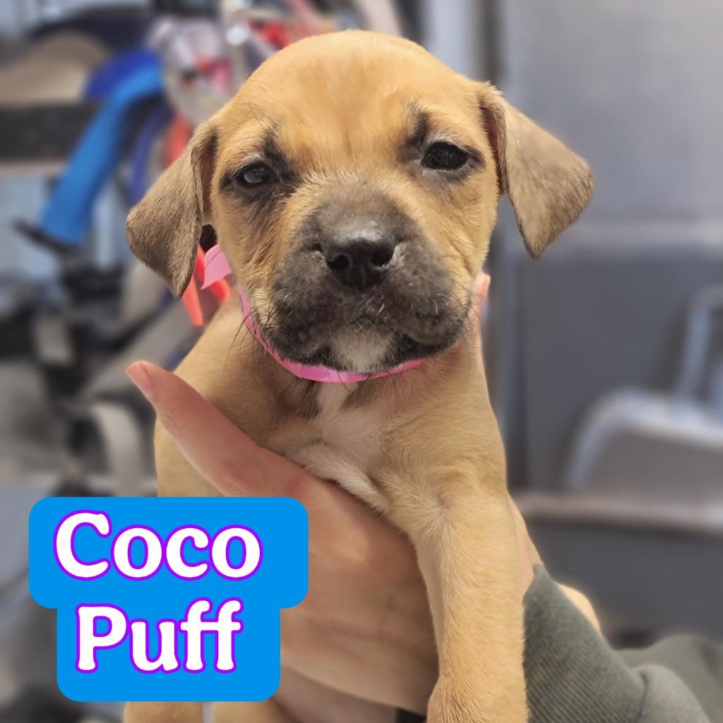 Coco Puff, Adoptable, Puppy Female Pit Bull Terrier & Mixed Breed.