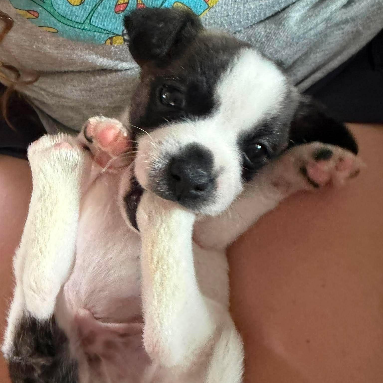 Dobby, an adopted mixed breed in North Chili, NY image 5/6