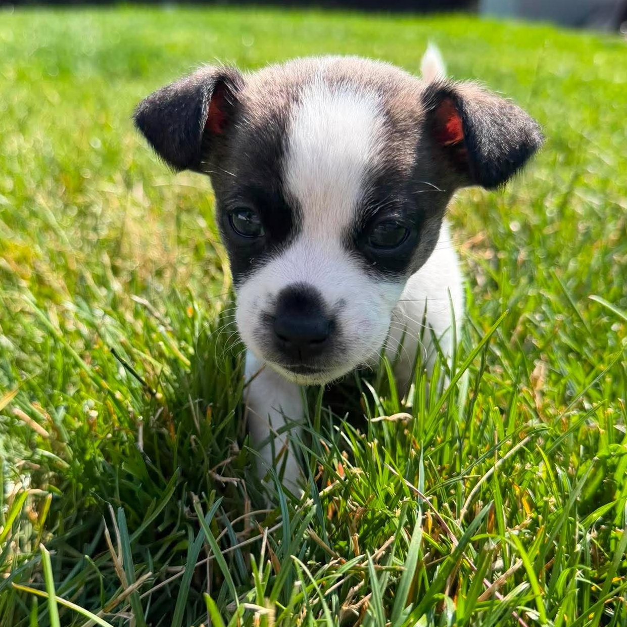 Dobby, adopted, Puppy Male Shih Tzu & Poodle.