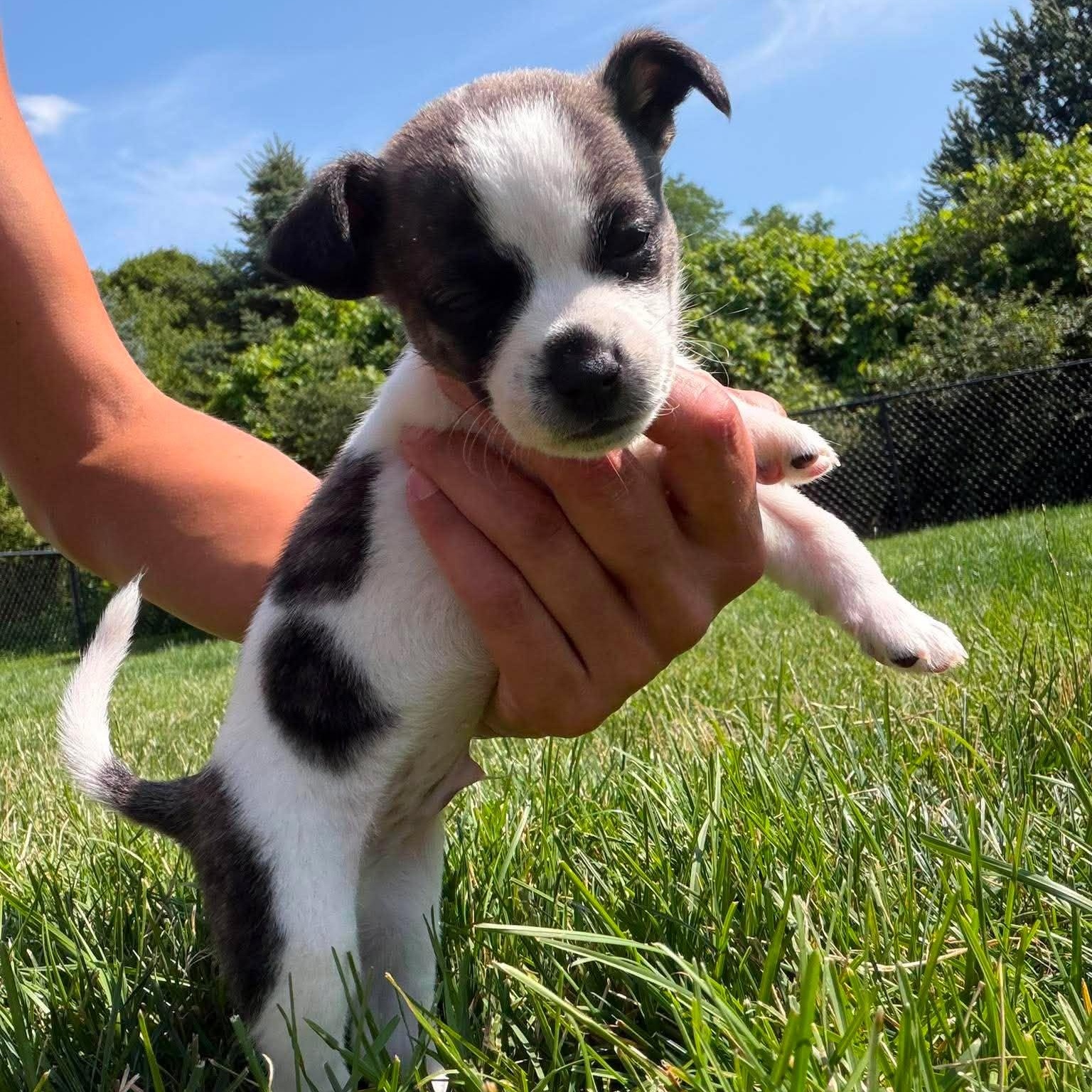 Dobby, an adopted mixed breed in North Chili, NY image 6/6