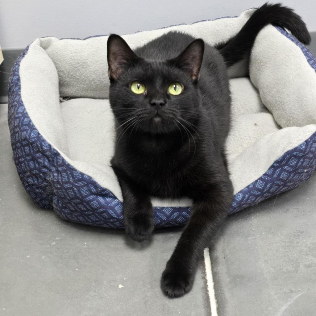 Enlarge Vamoose, a Adoptable Domestic Short Hair in Fairmont, WV image 1/1